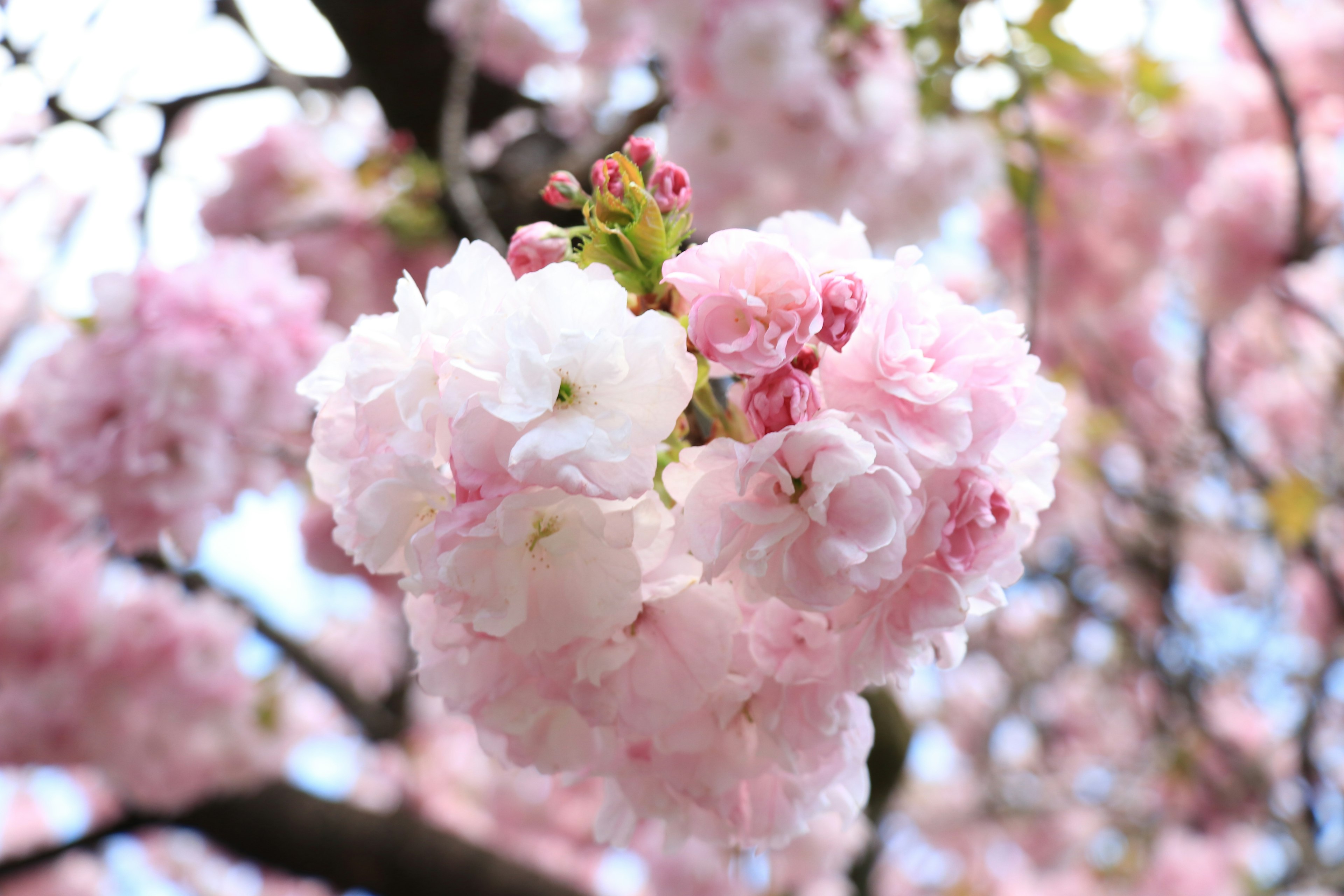 桜の花が咲いている様子で、淡いピンク色と白色の花びらが特徴