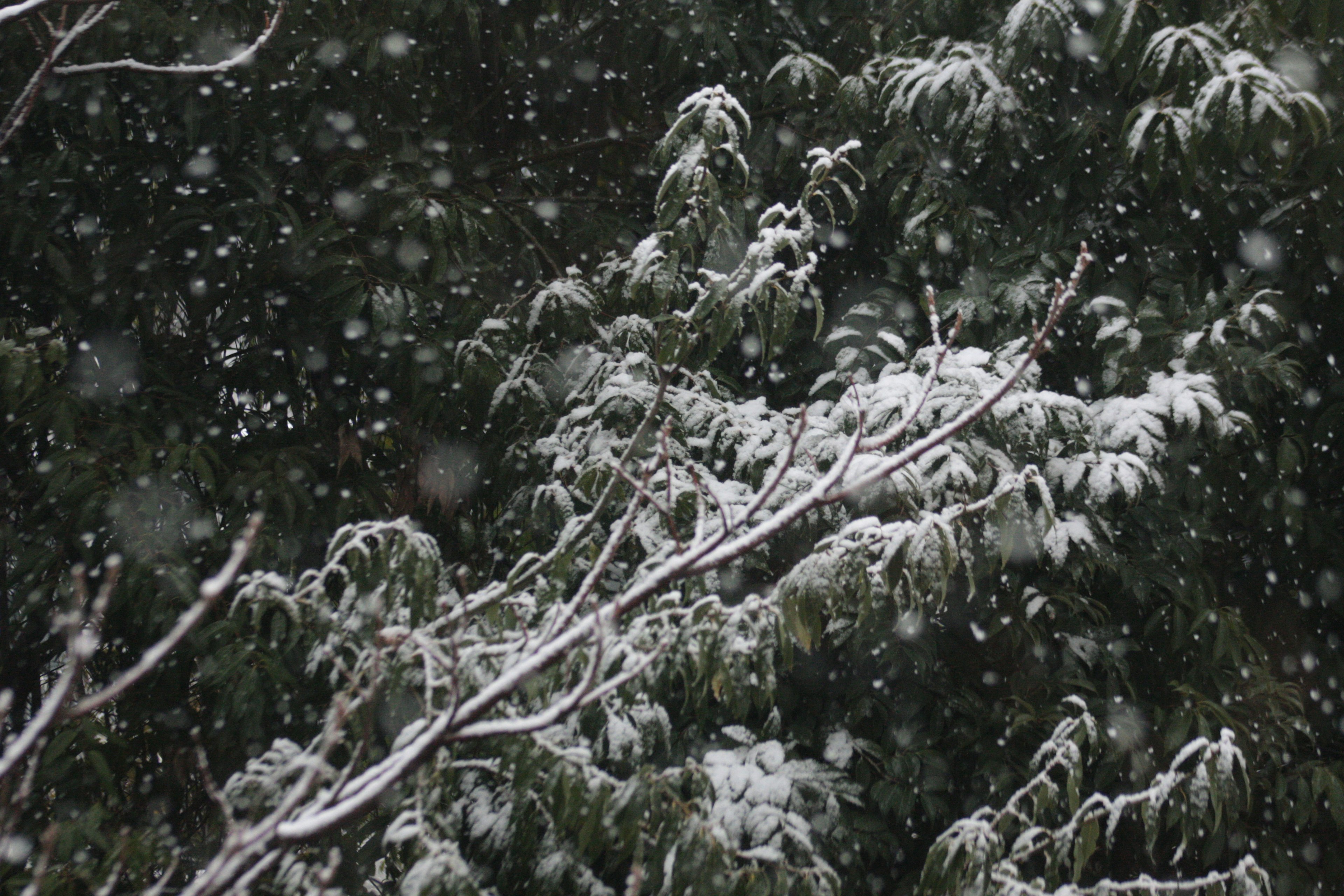 Snowfall over trees with white branches and green leaves