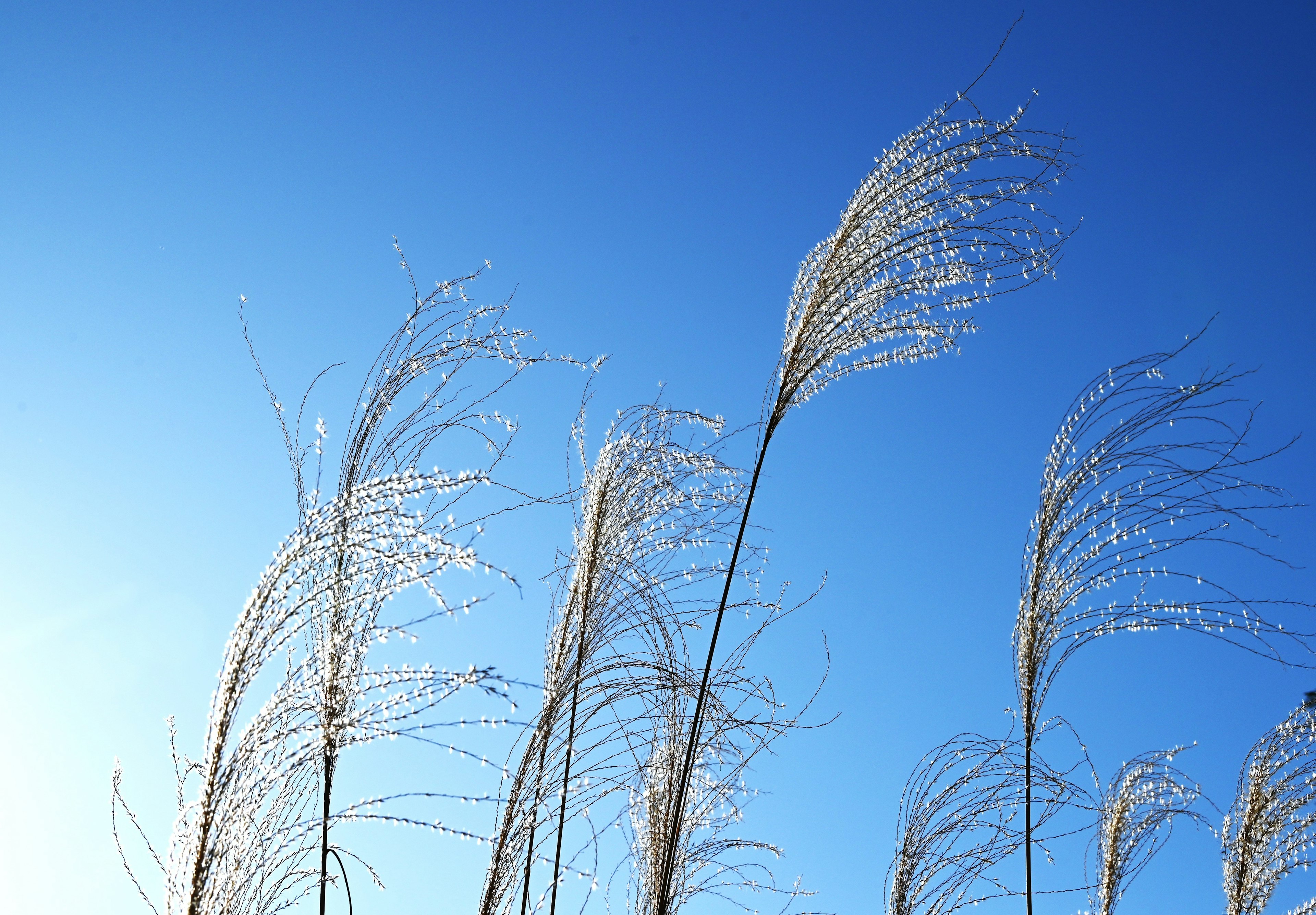 Un gruppo di erba con ciuffi contro un cielo blu