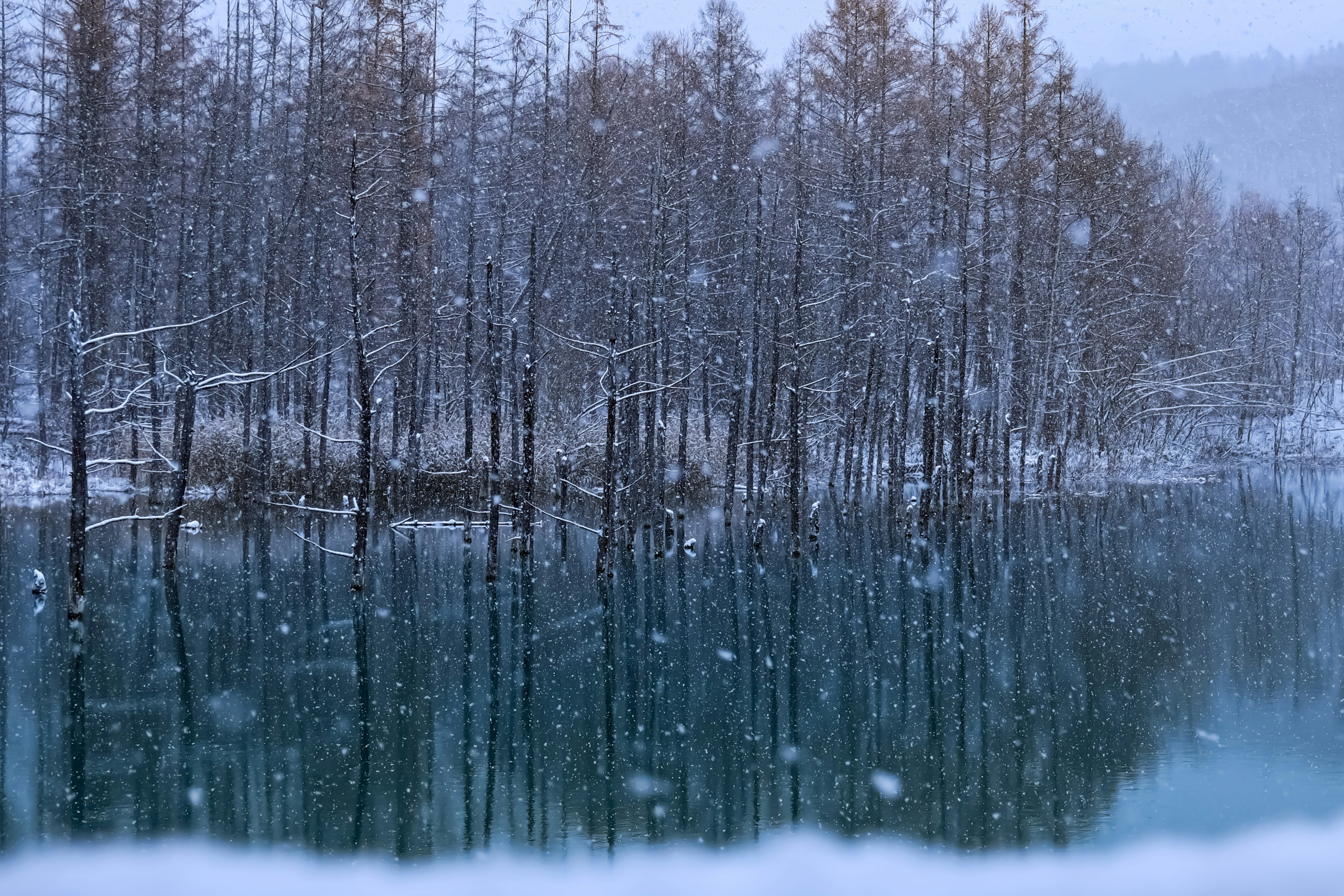 宁静的冬季景观，雪覆盖的树木倒映在静谧的湖面