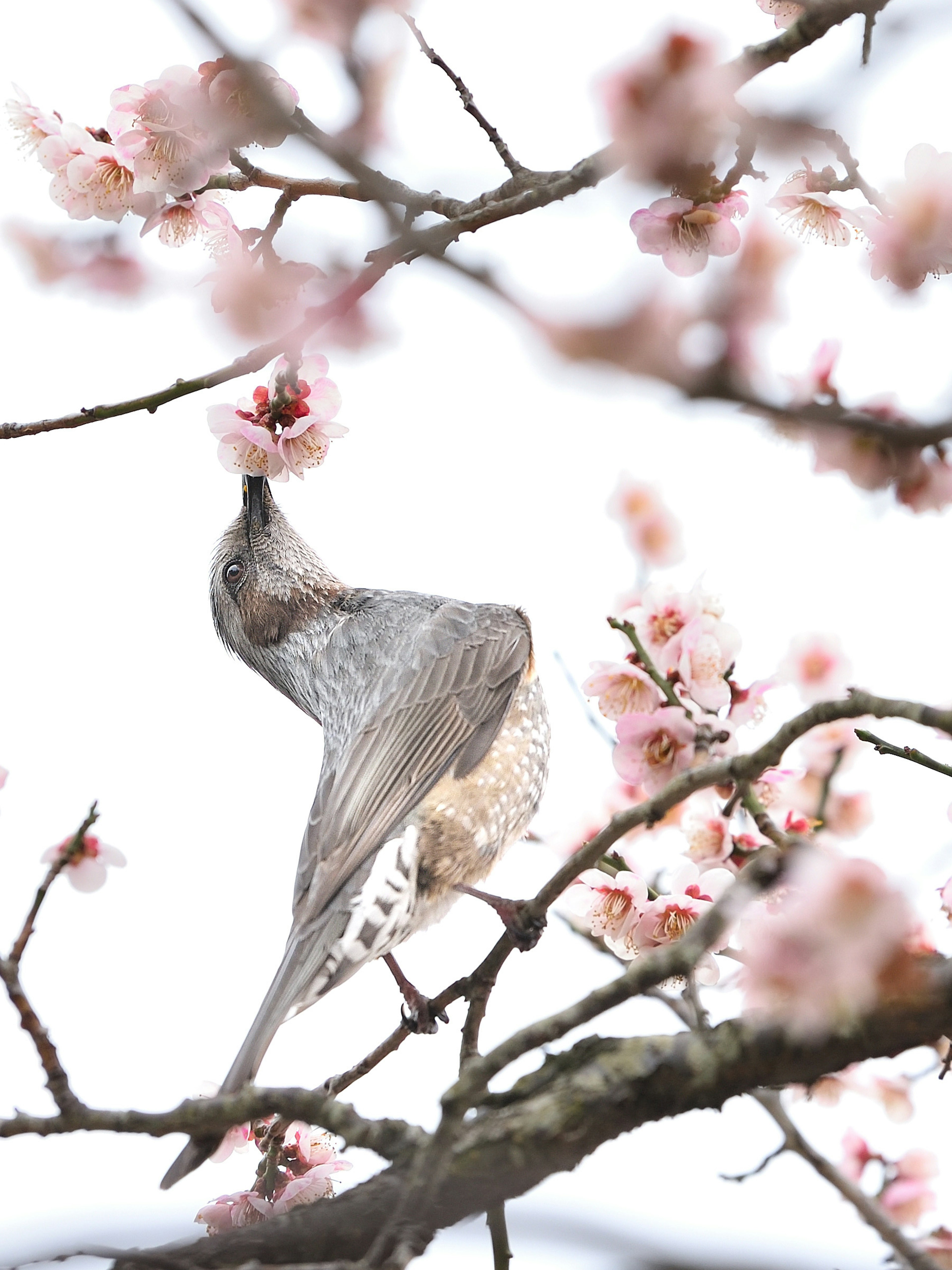 桜の花を吸う鳥の近接写真