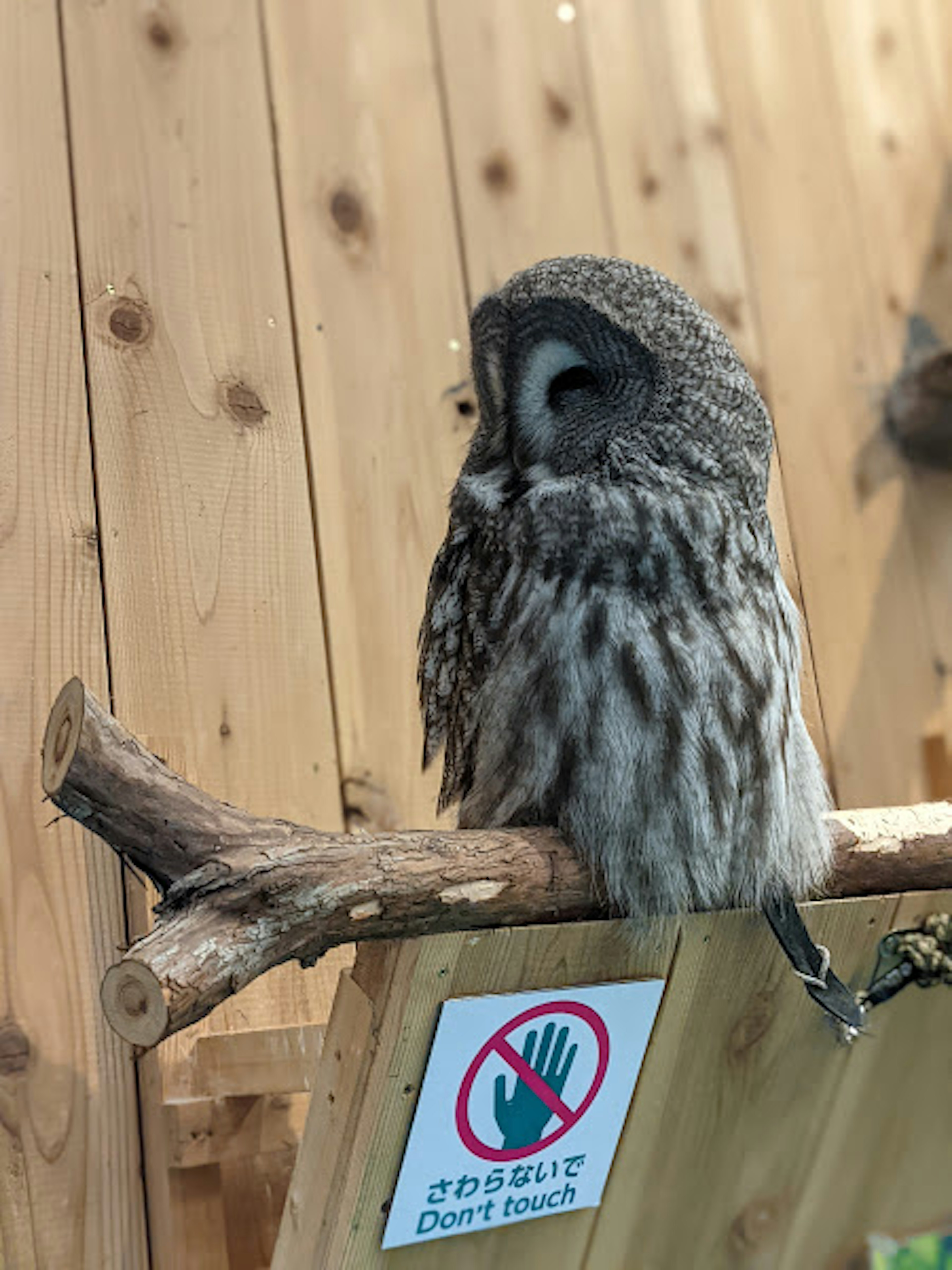 木の枝に止まるフクロウと注意マークの看板