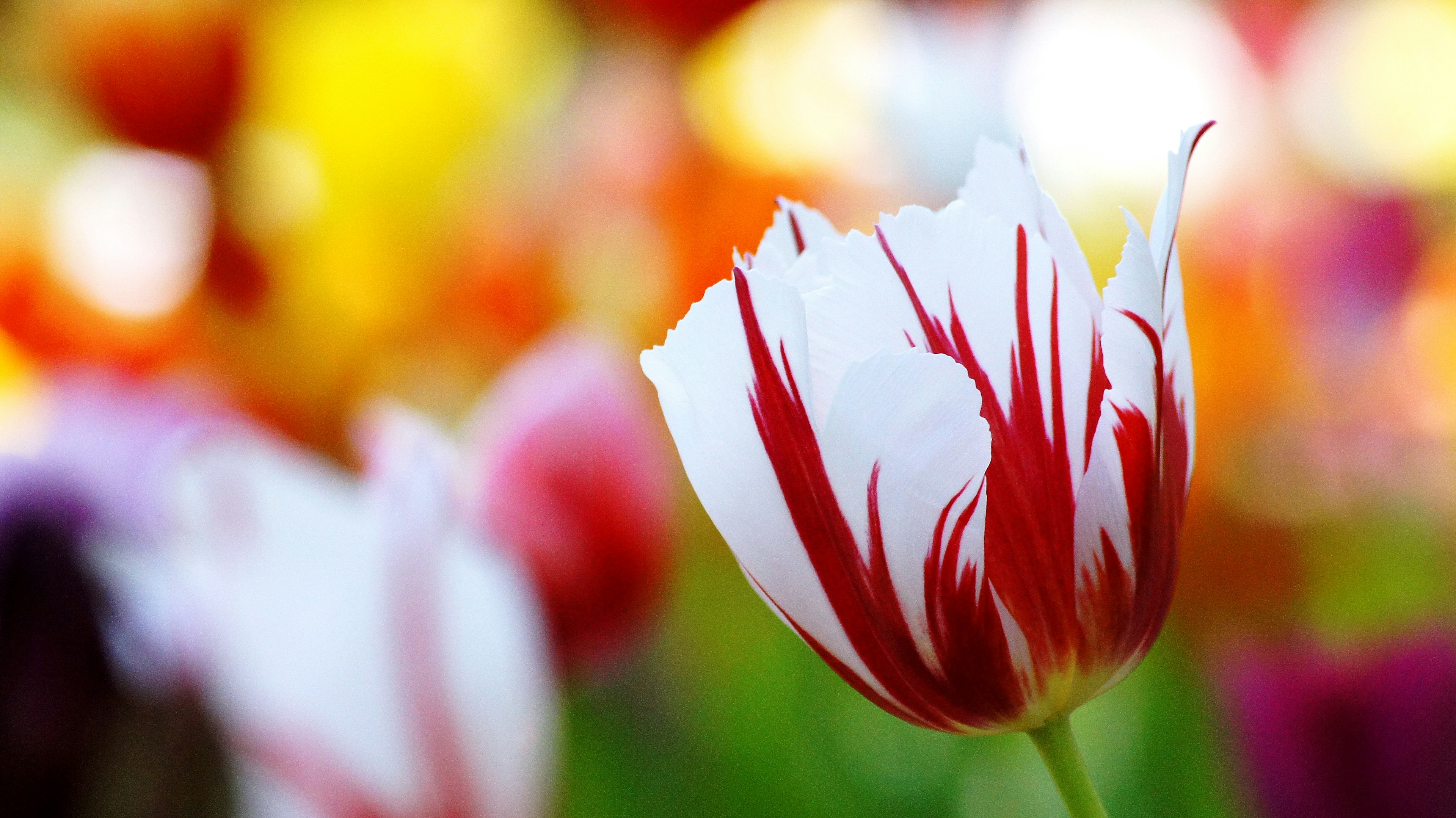 Sebuah tulip putih dengan garis merah mekar di antara latar belakang bunga yang berwarna-warni