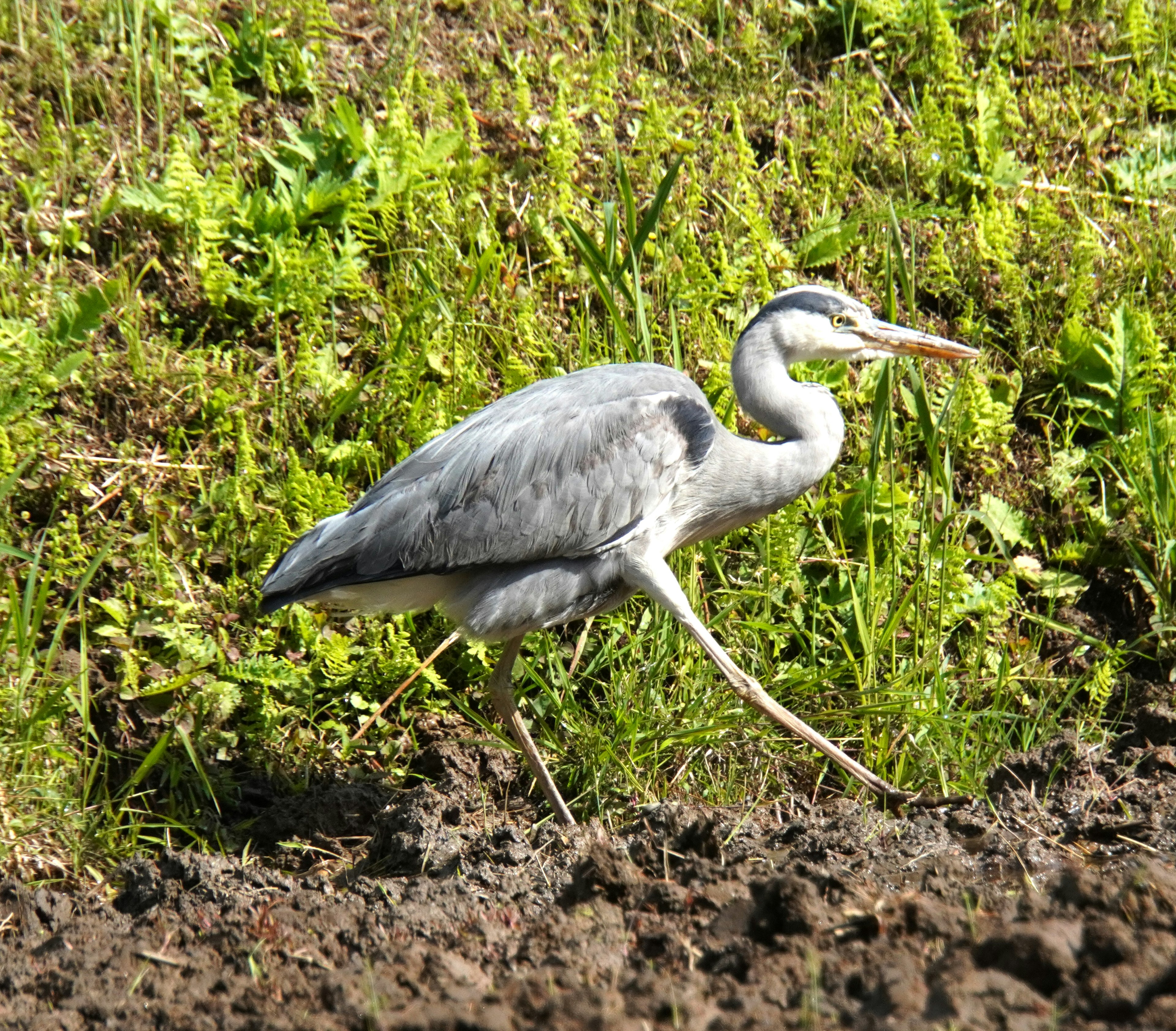 Héron gris marchant dans l'herbe verte