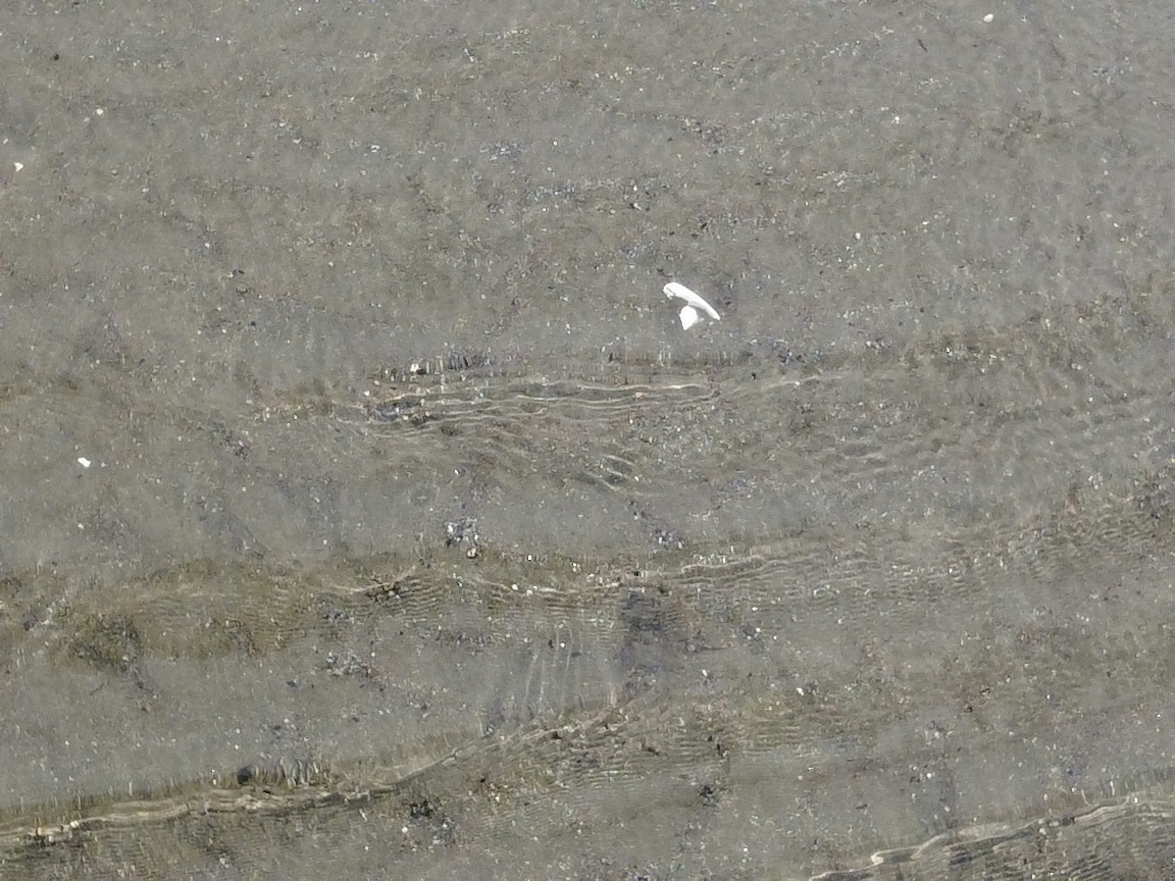 Superficie d'acqua ondulata con una conchiglia sulla spiaggia di sabbia