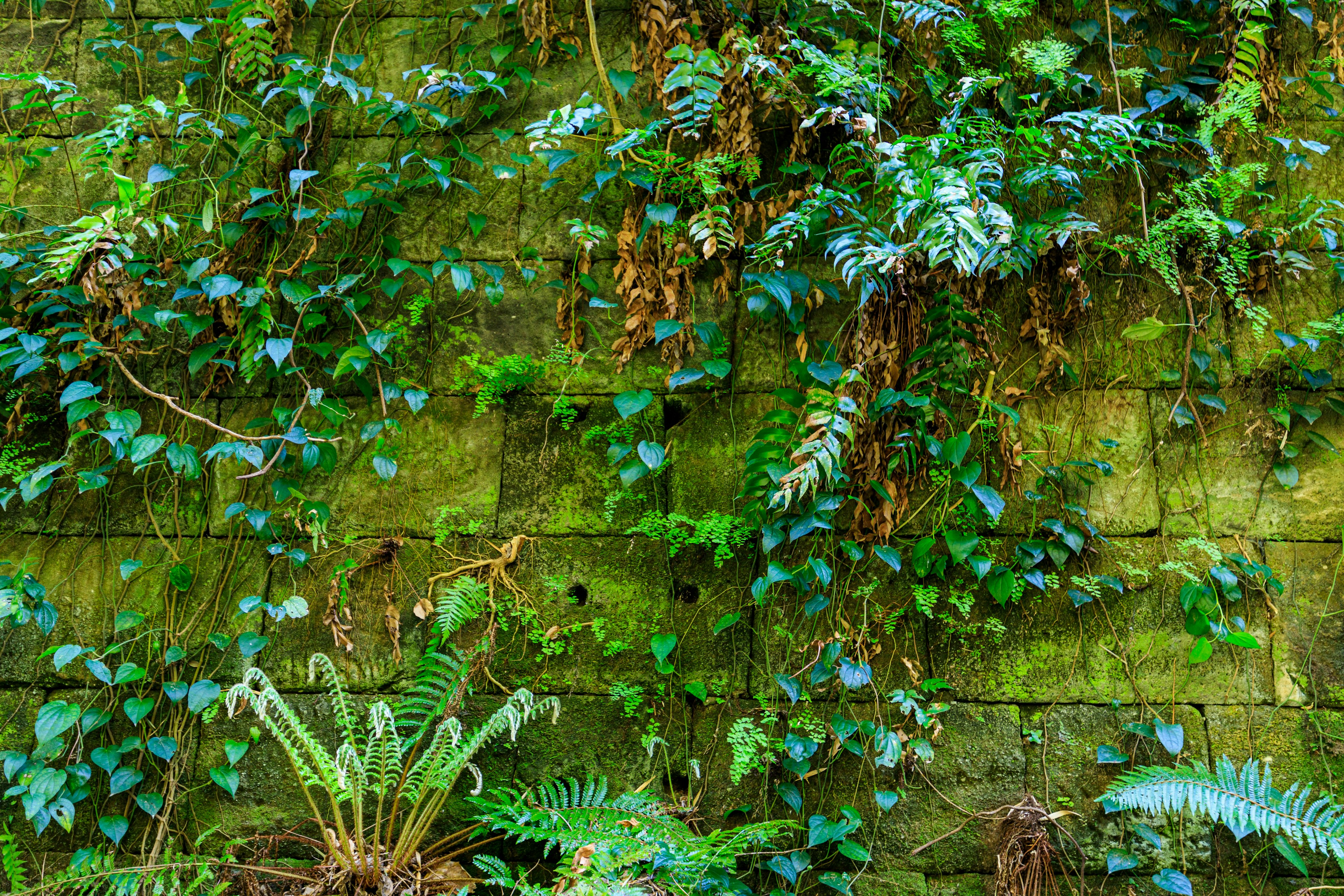 Vides y helechos verdes exuberantes que crecen en una pared de piedra