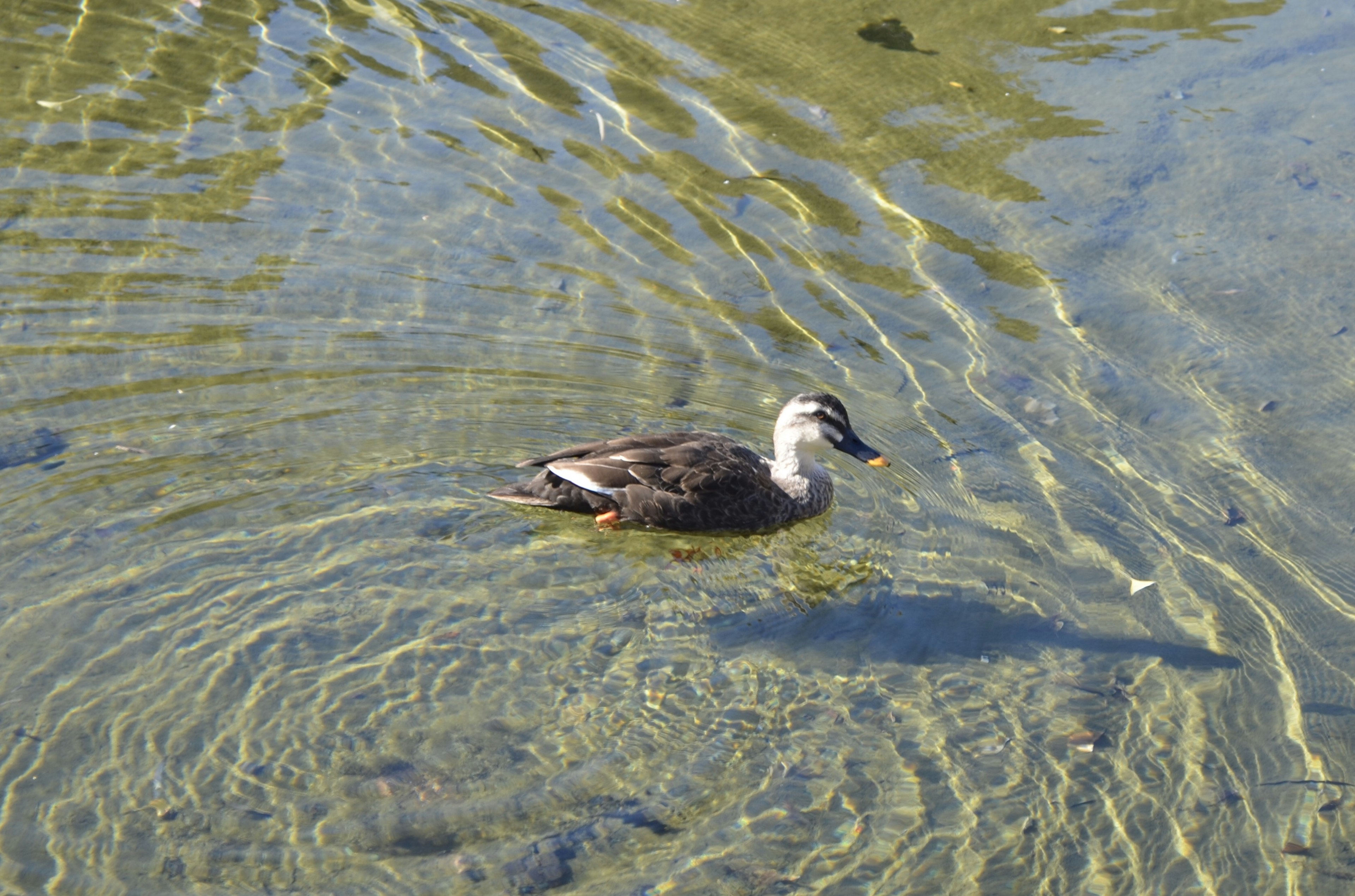 Un canard nageant sur l'eau avec des ondulations visibles