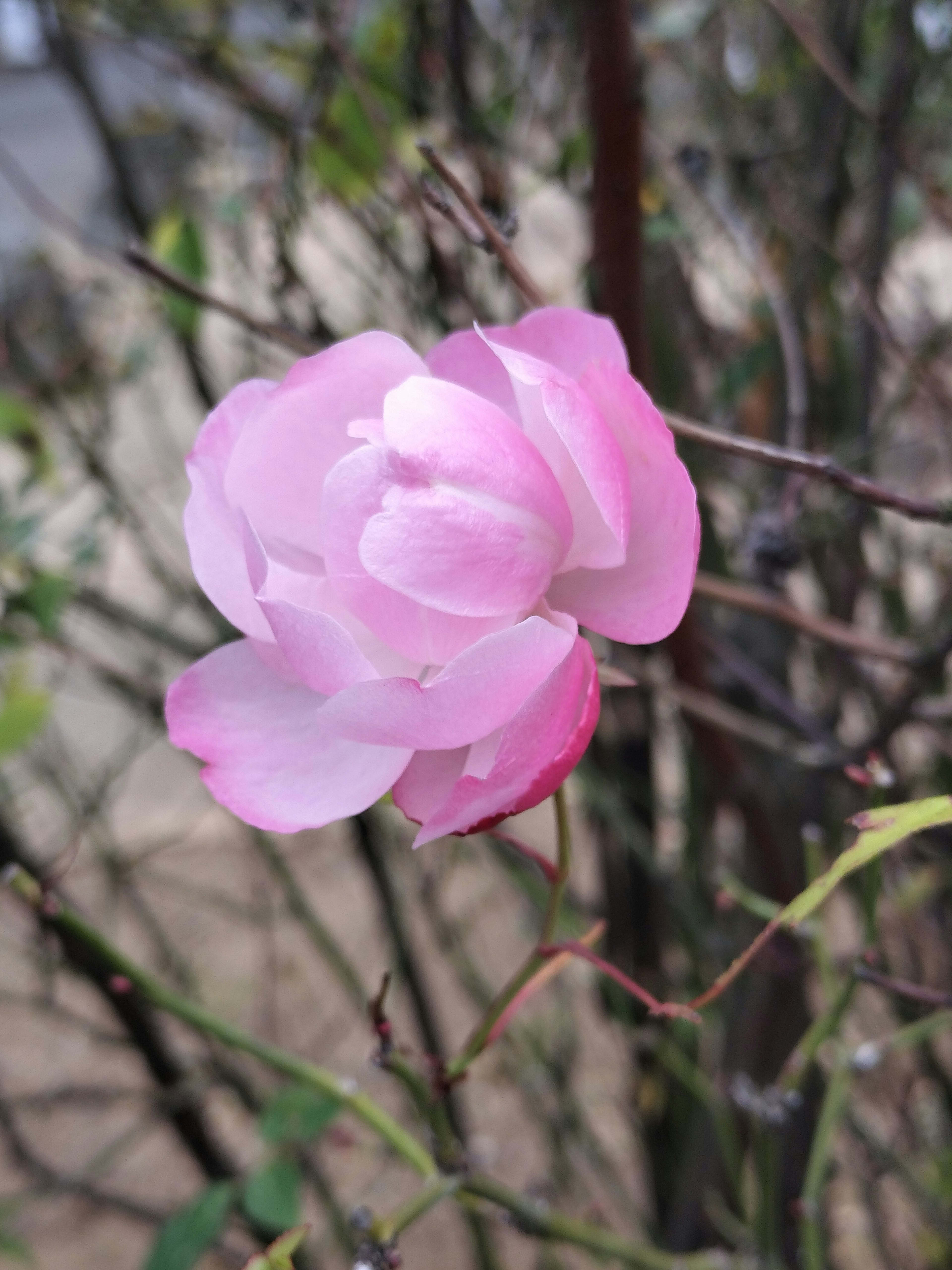 Une fleur rose clair en fleur sur une branche