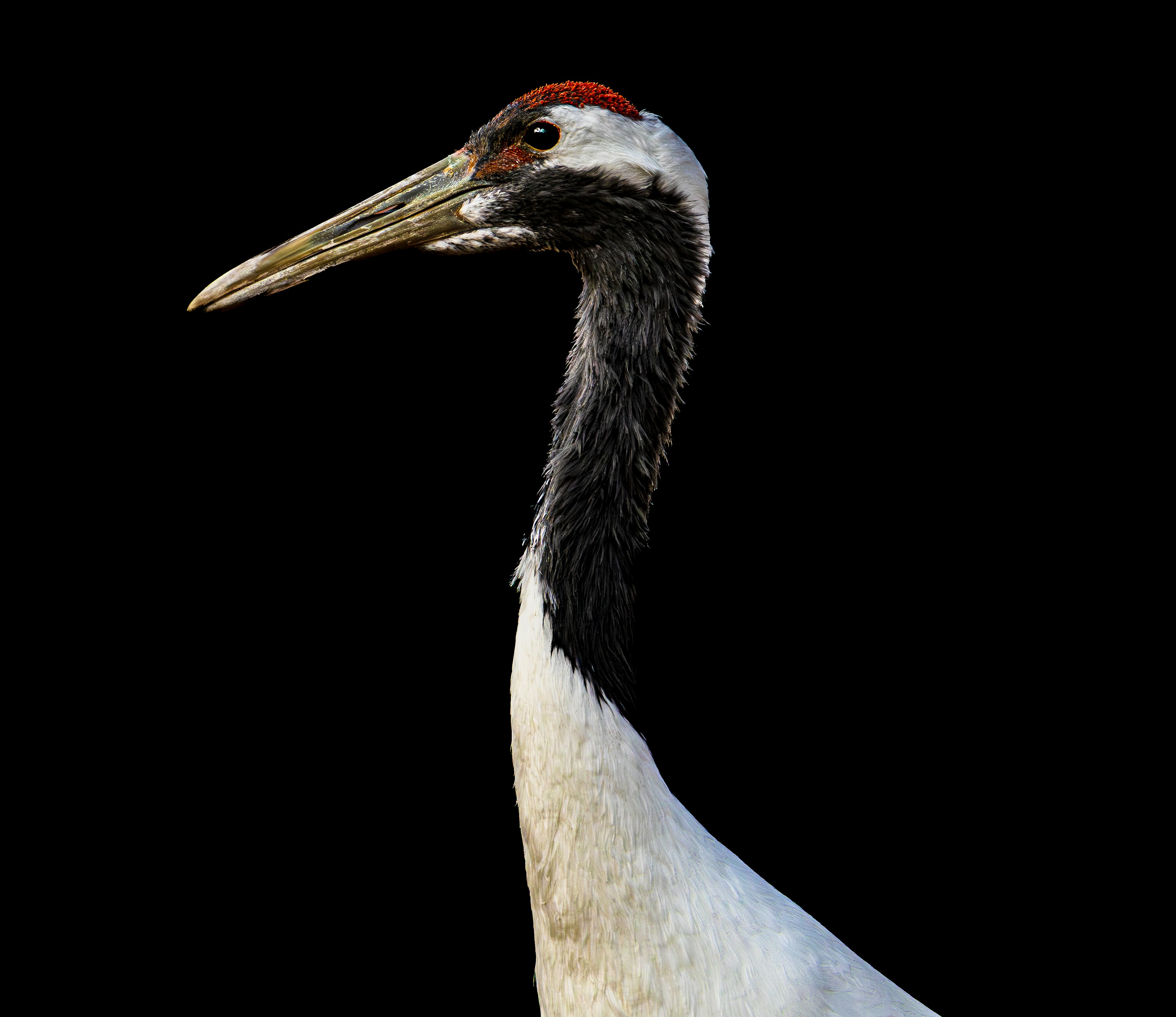 Profile of a beautiful red-crowned crane against a black background