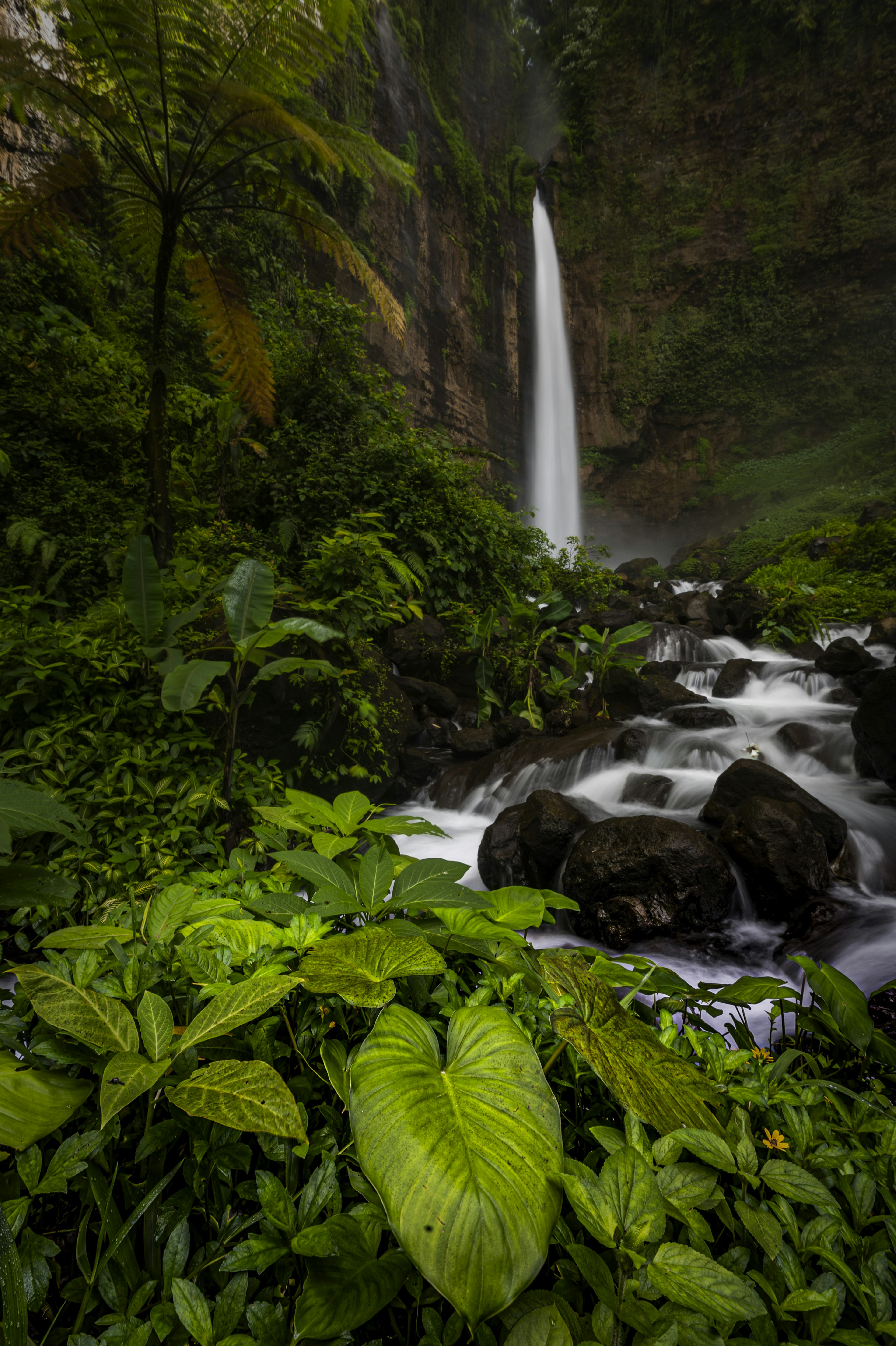 緑豊かな植物と滝が流れる風景