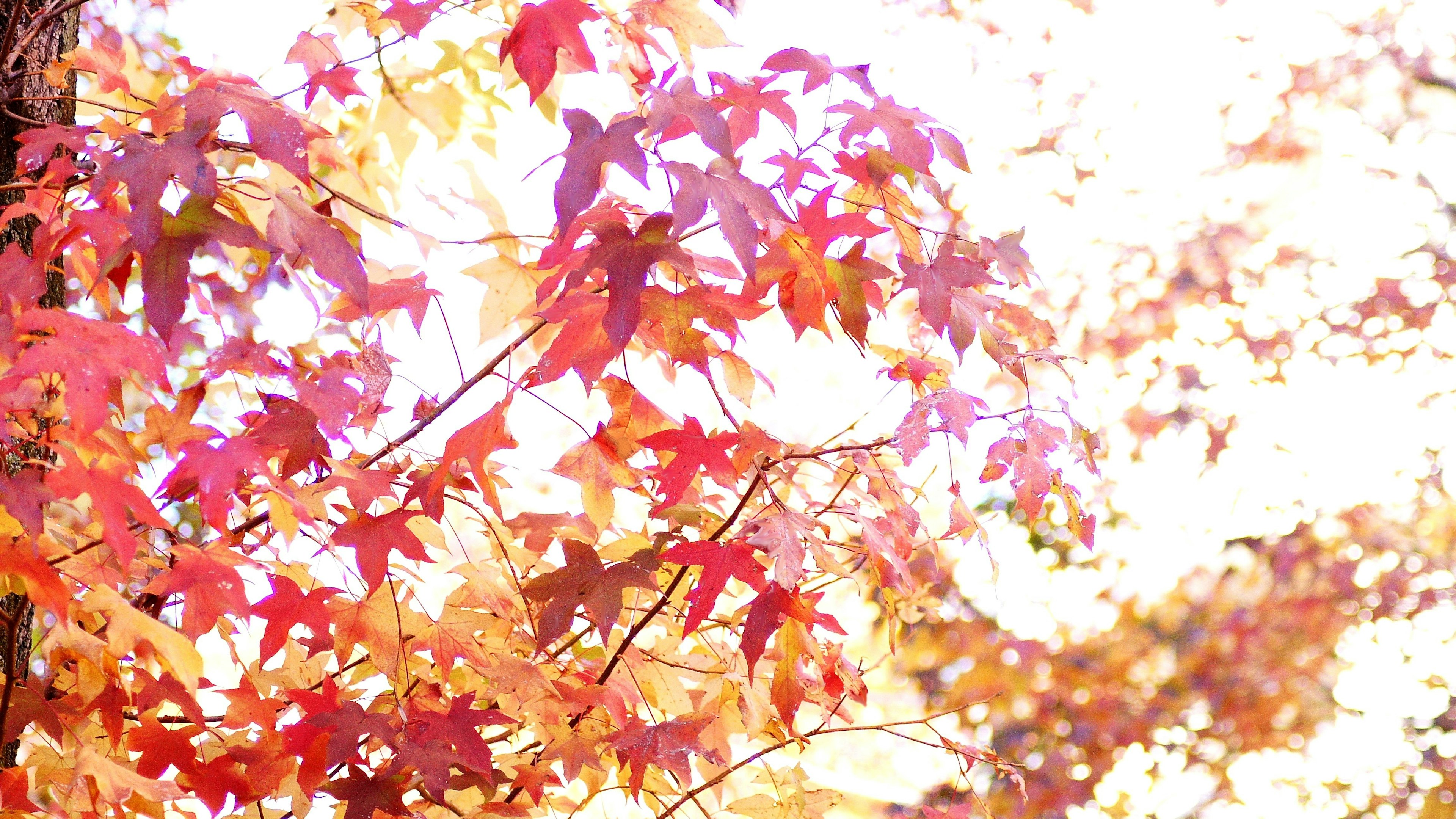 Foglie d'autunno vibranti in tonalità di rosso e arancione illuminate dalla luce del sole