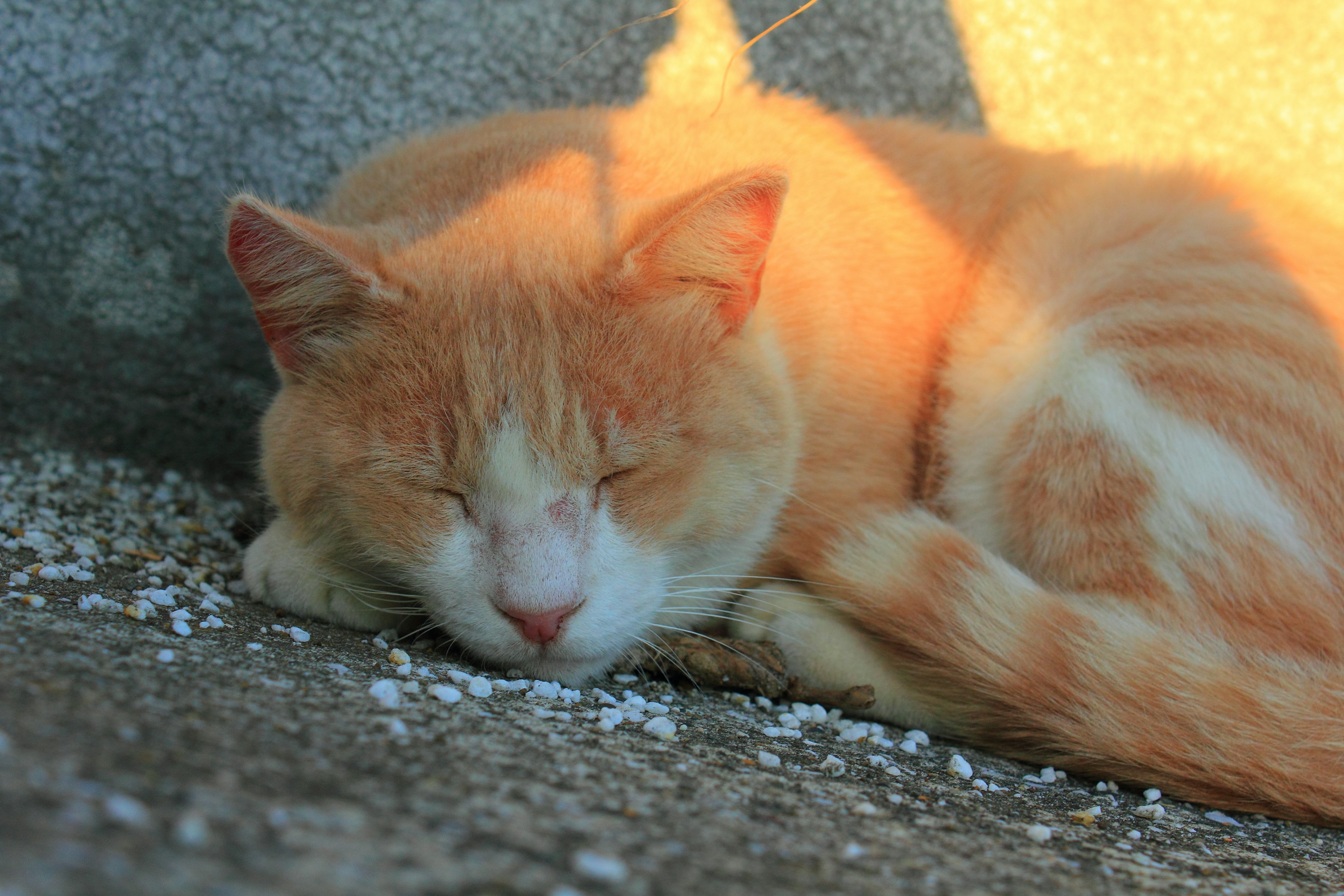 Chat orange dormant au soleil