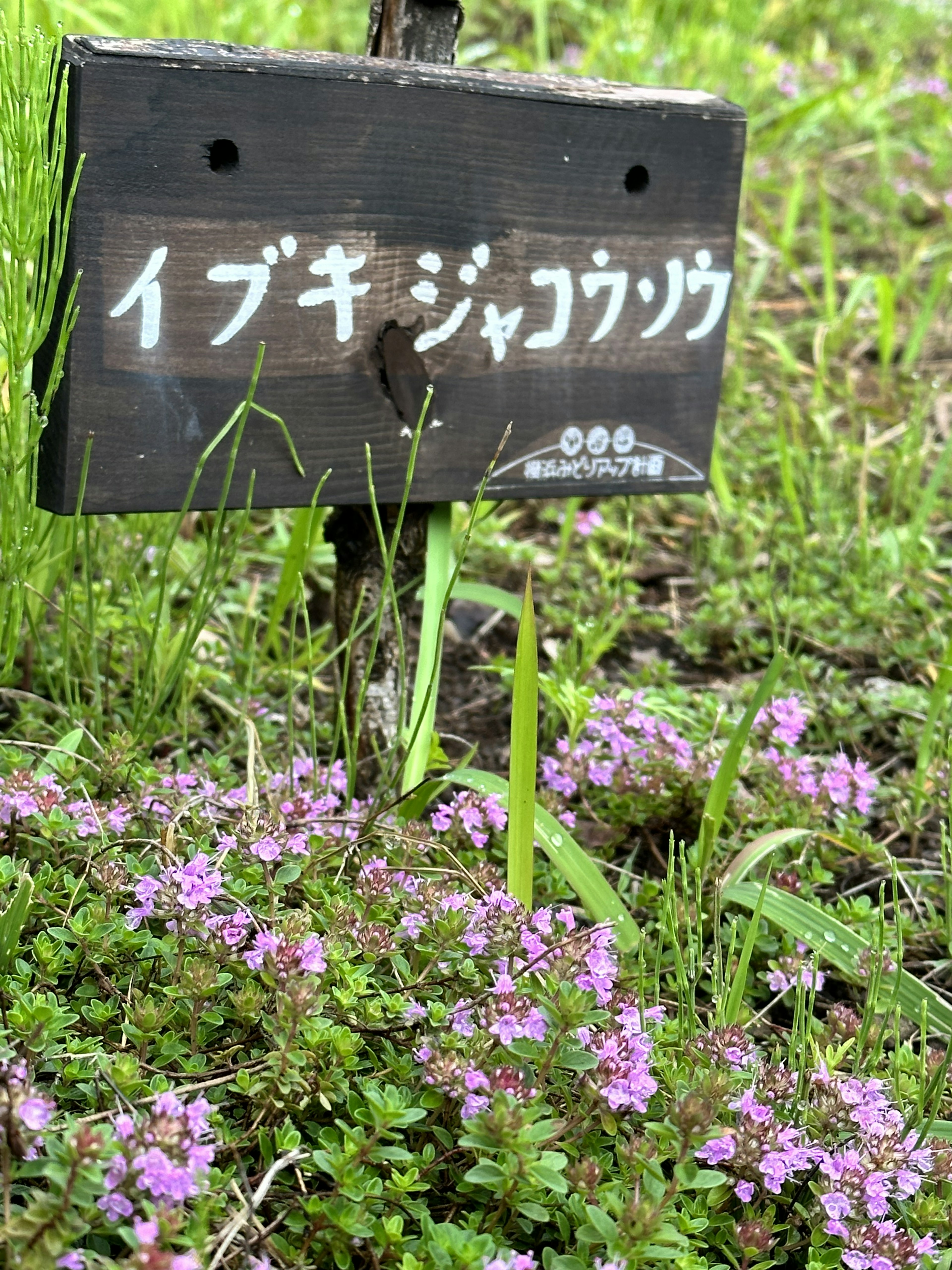 イブキジャコウソウの看板と周囲の草花