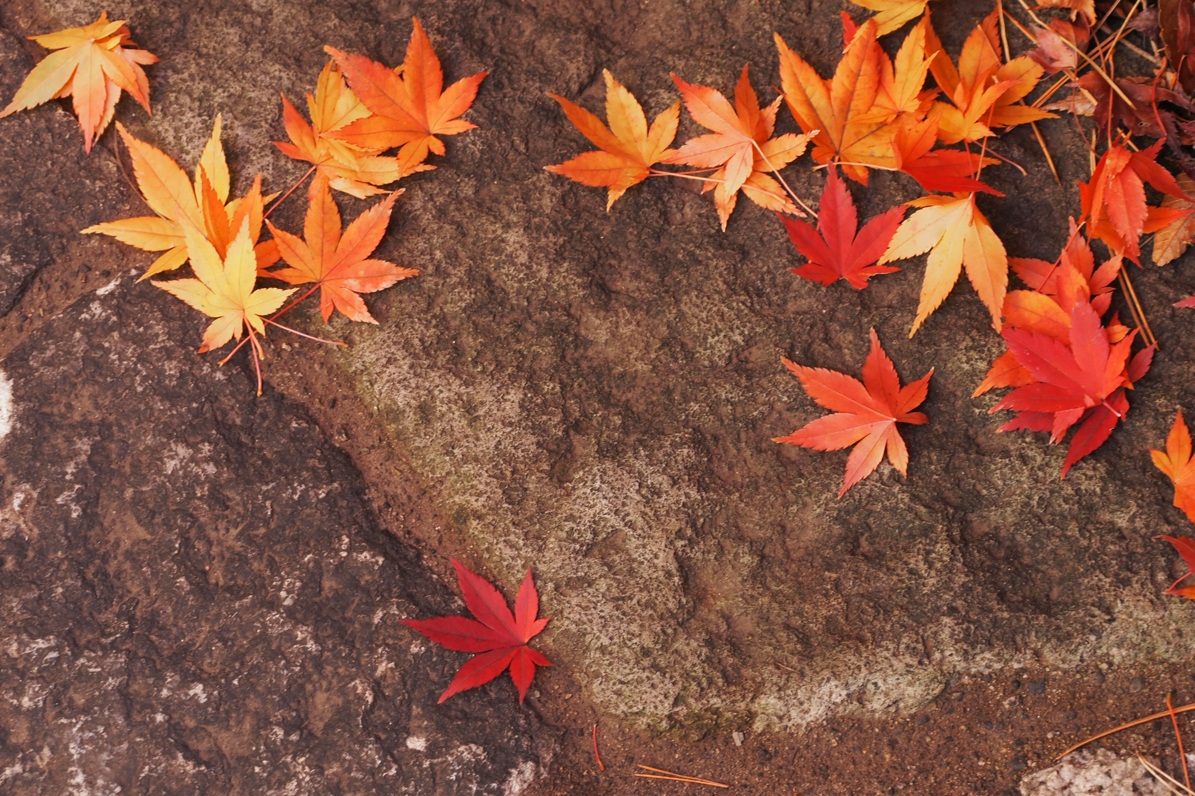 Maple leaves in red and orange scattered on a stone surface