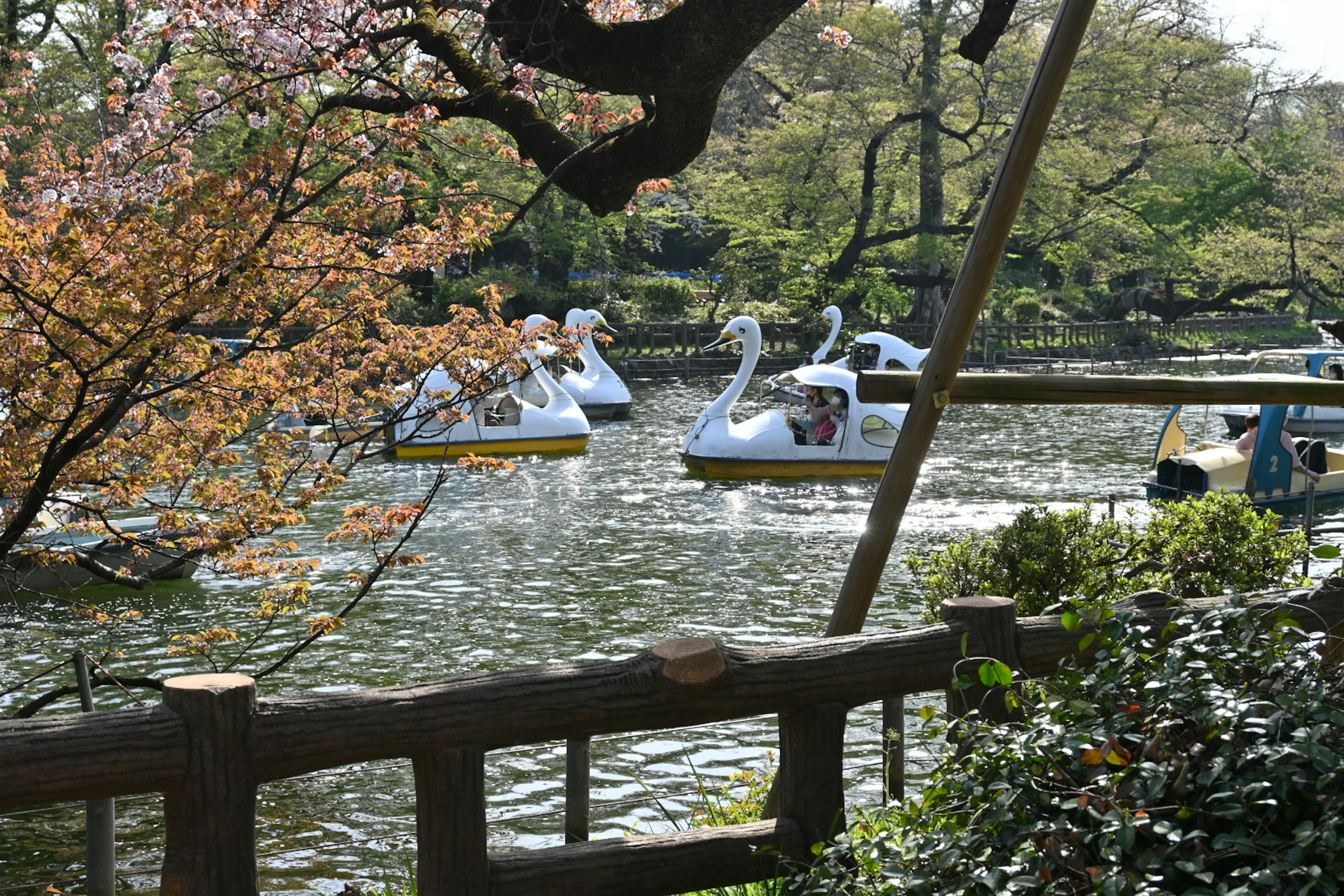 Vue de bateaux cygnes sur un étang sous des cerisiers en fleurs