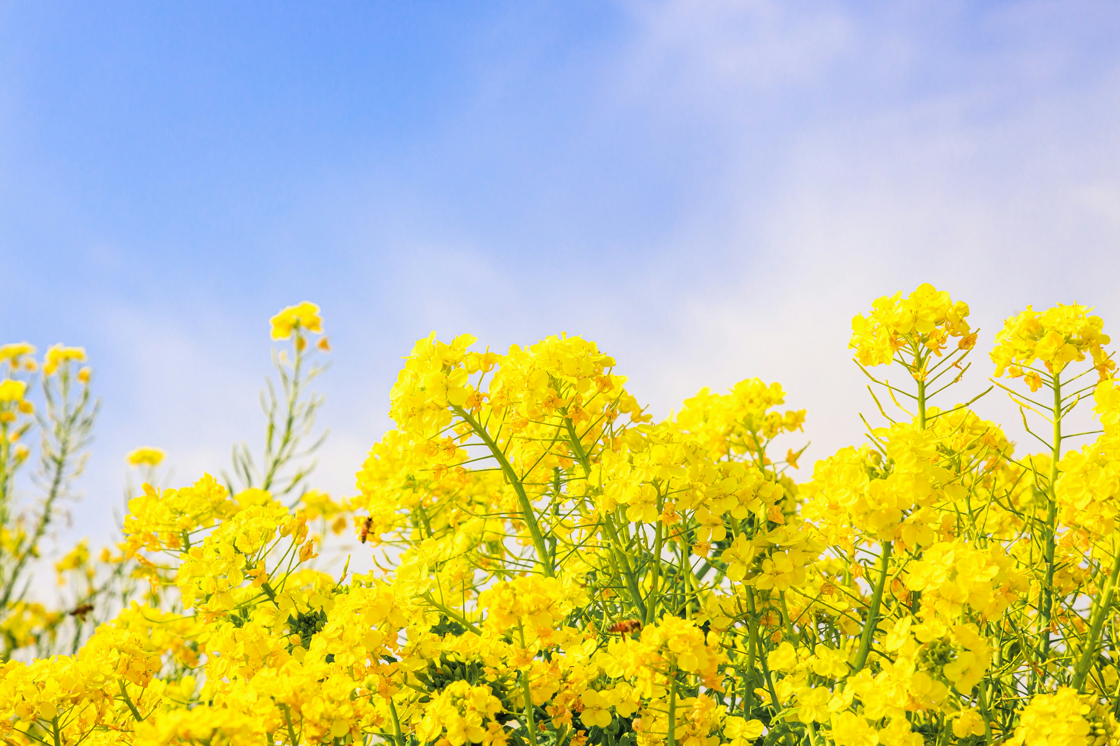 青空の下に咲く鮮やかな黄色の花々