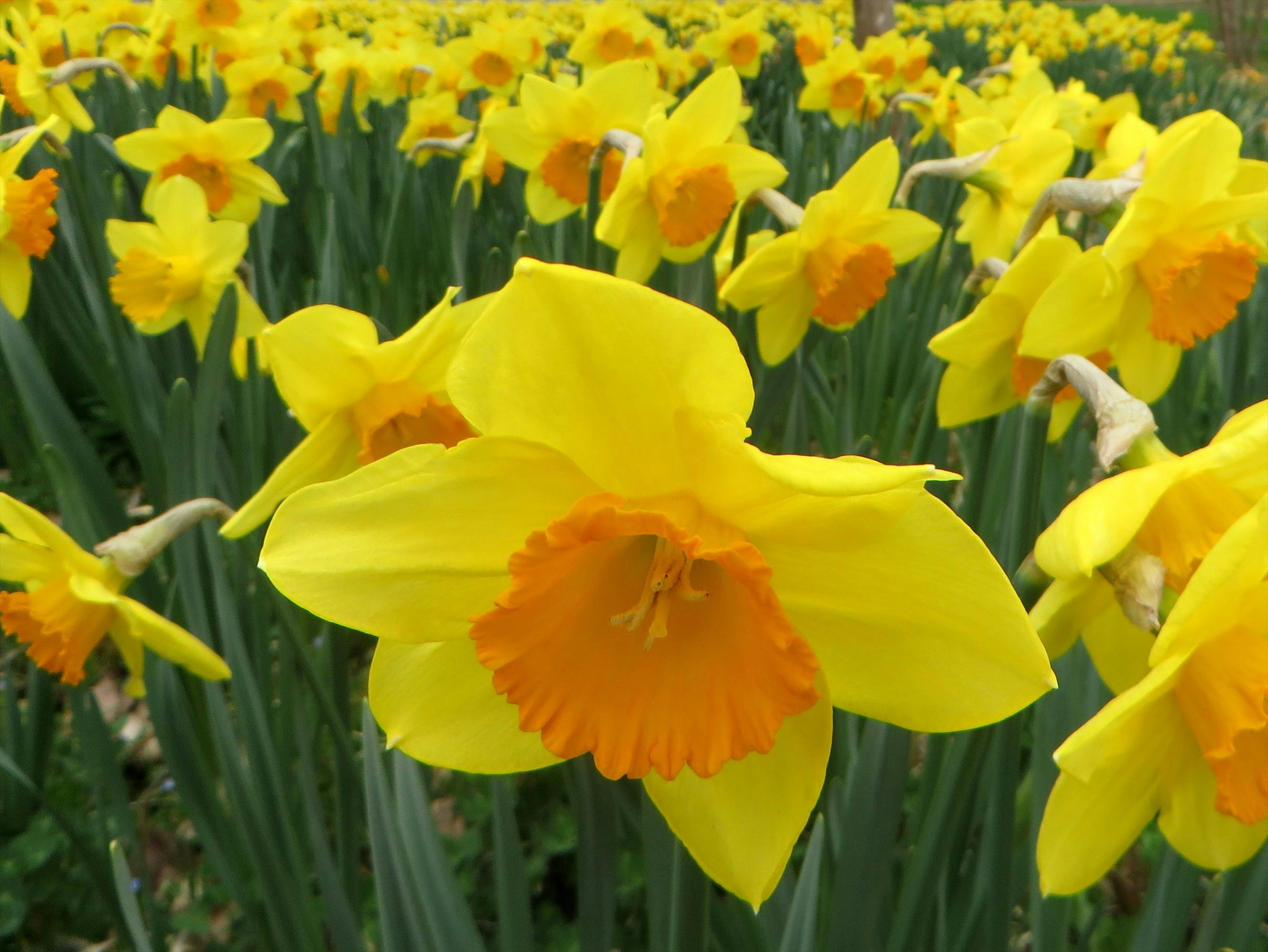 Feld mit leuchtend gelben Narzissen in Blüte