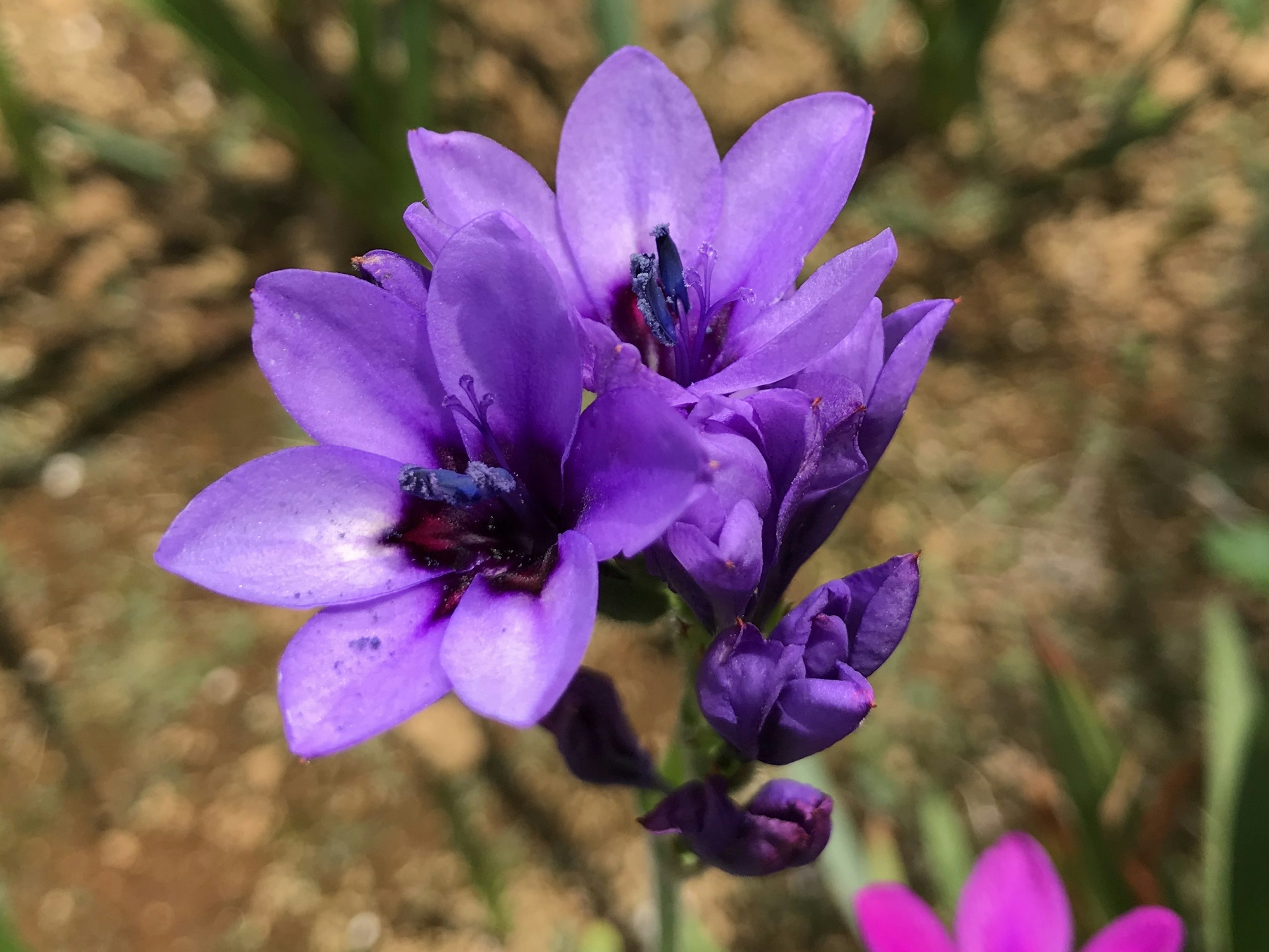 紫色の花が咲いているクローズアップ画像