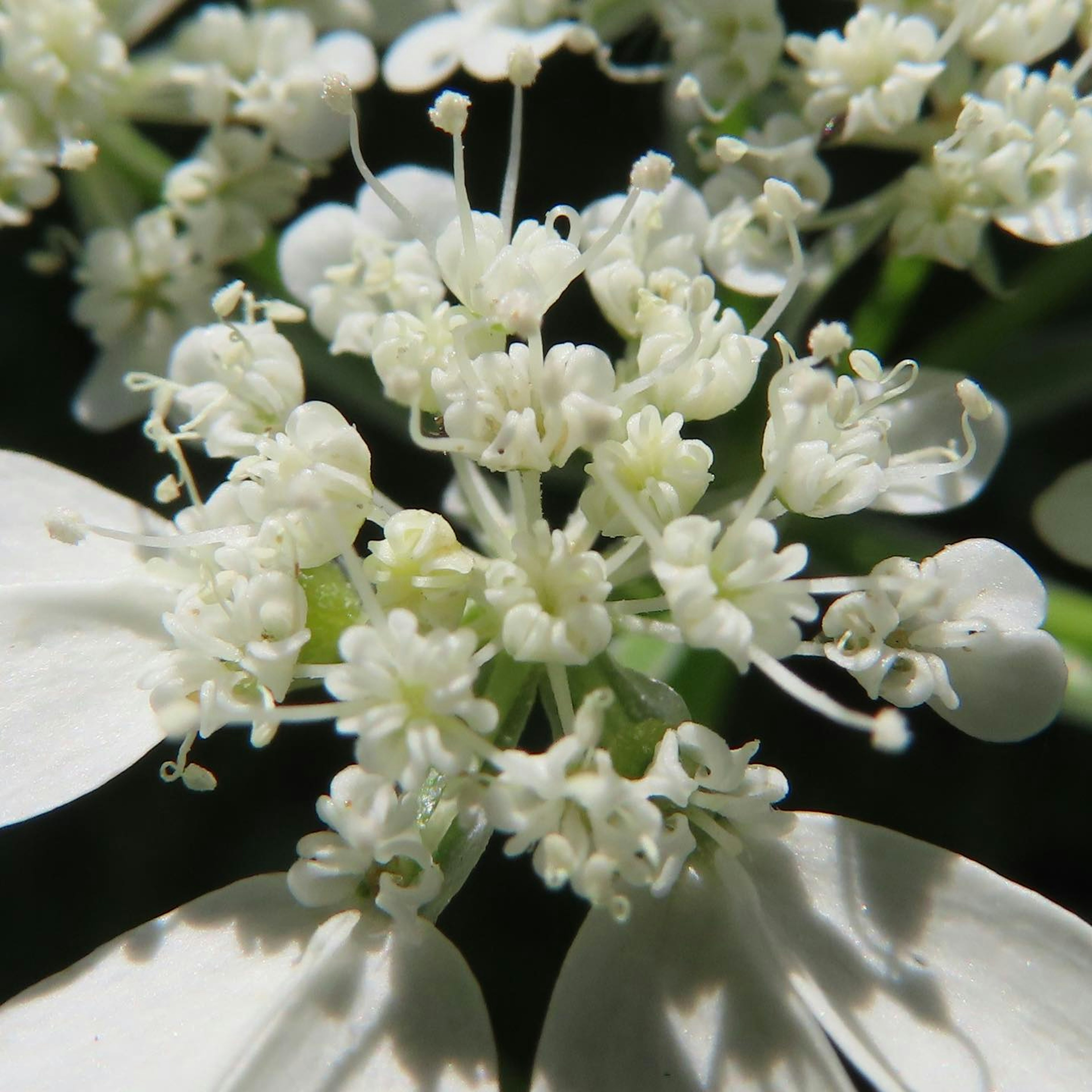 Acercamiento de una flor blanca mostrando detalles intrincados