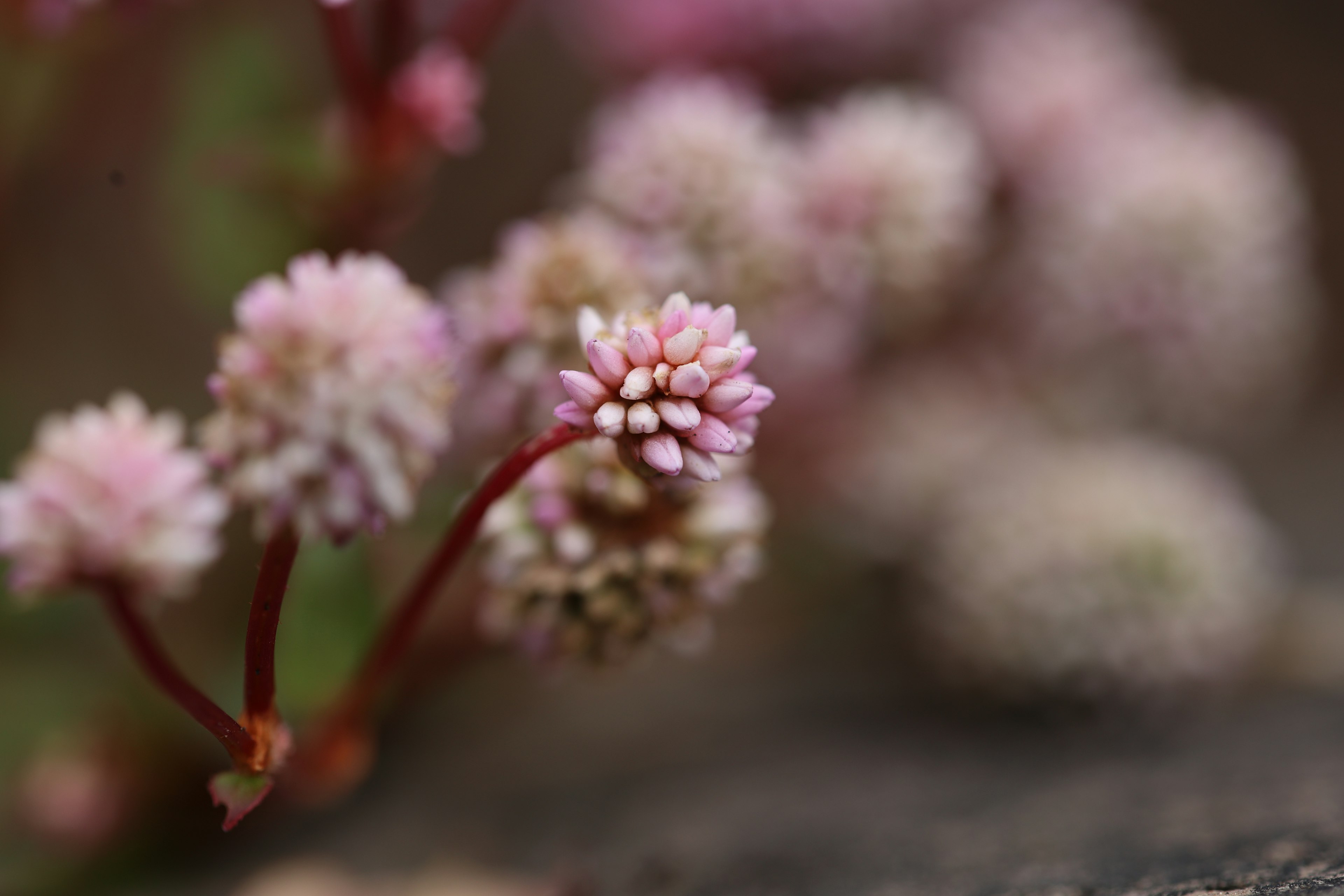 Primo piano di piccoli fiori rosa su una pianta