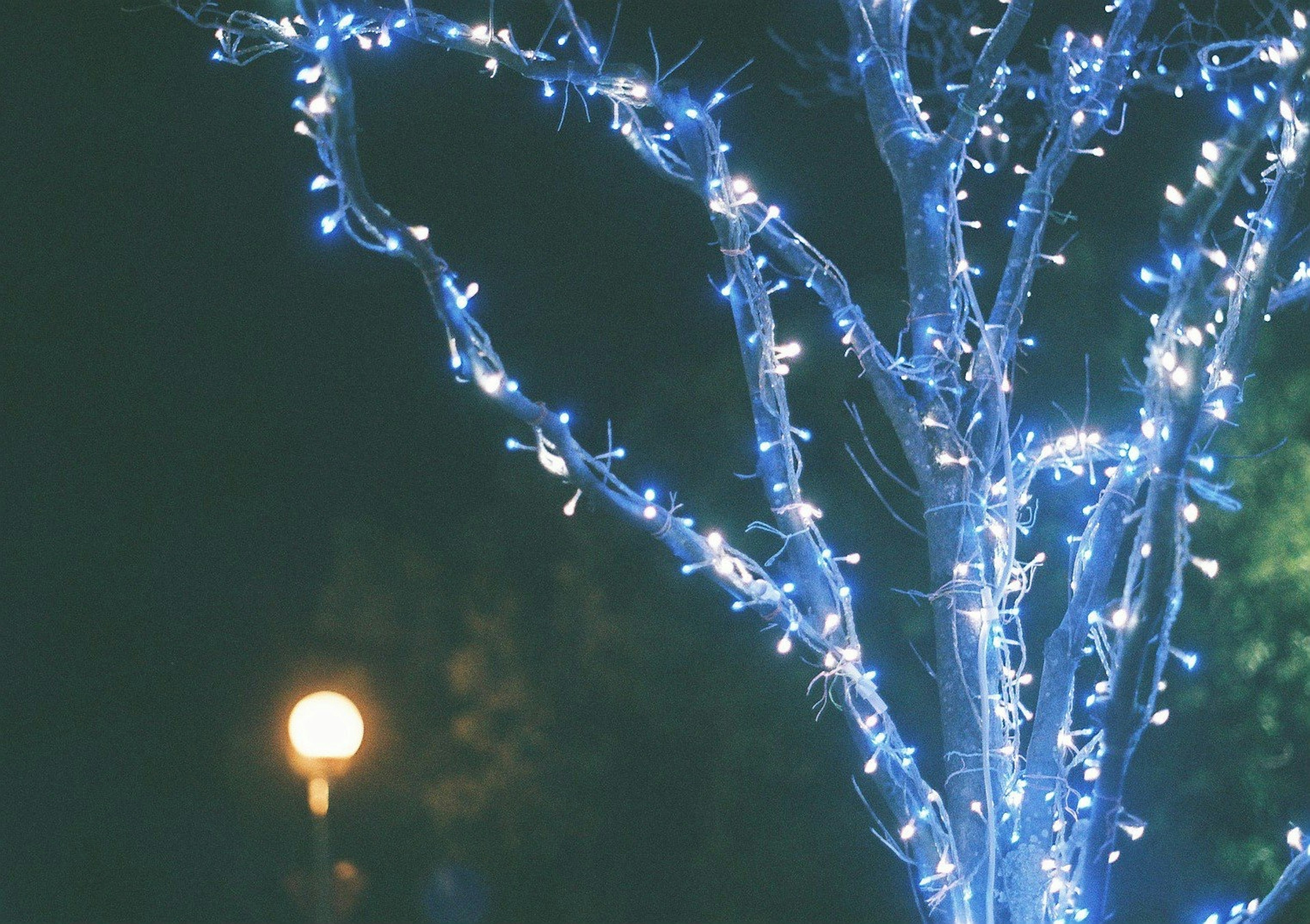 Árbol decorado con luces azules por la noche con una farola de fondo