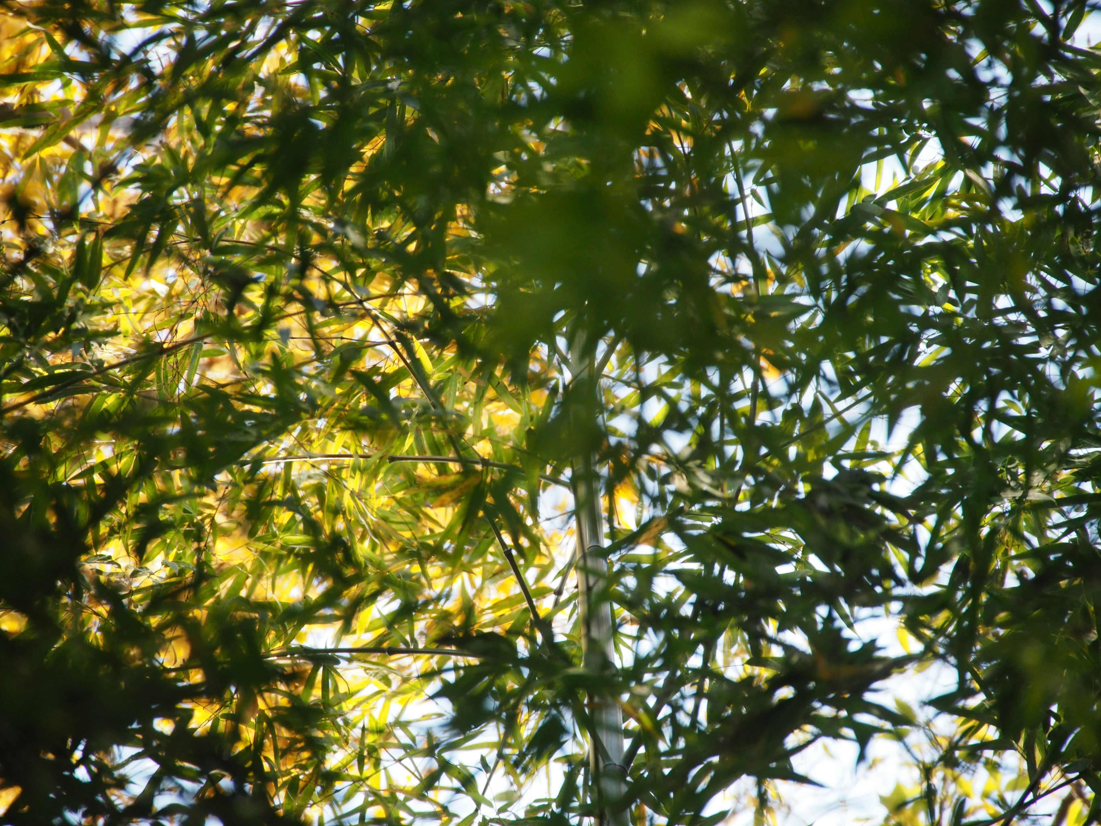 Magnifique scène de feuilles de bambou croisant la lumière du soleil