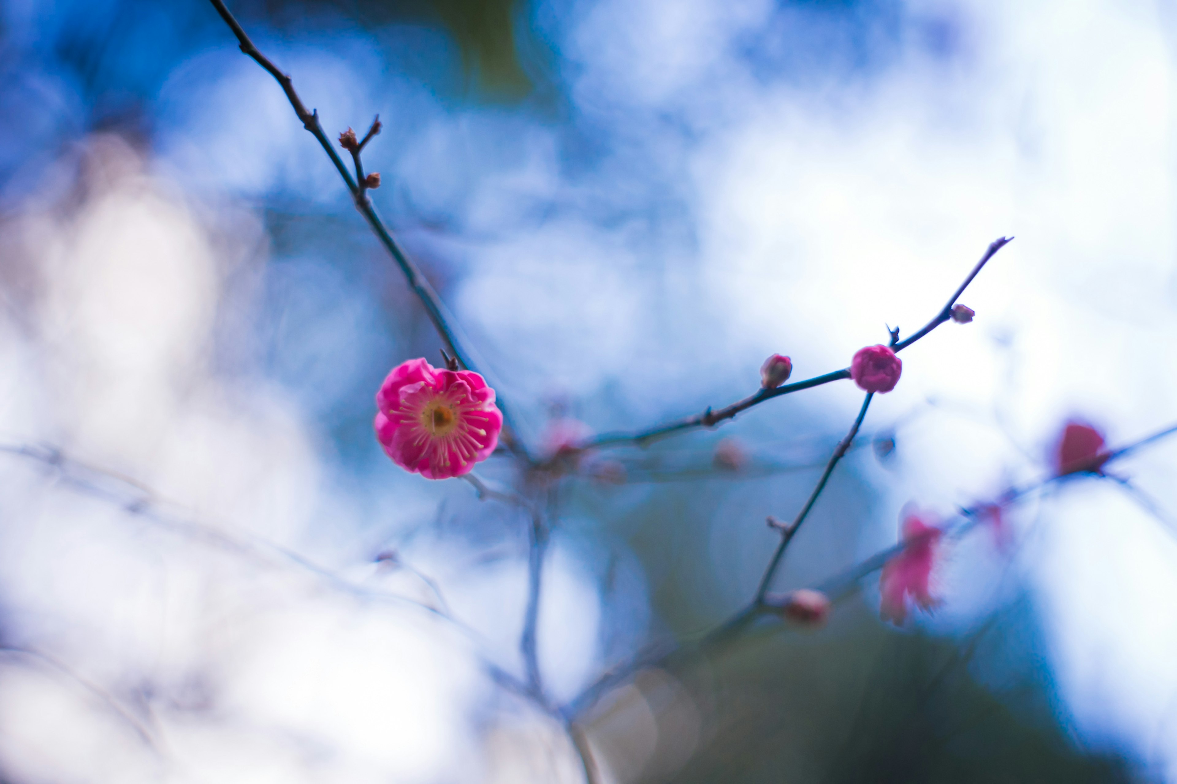 Pink flowers on thin branches against a soft blue background