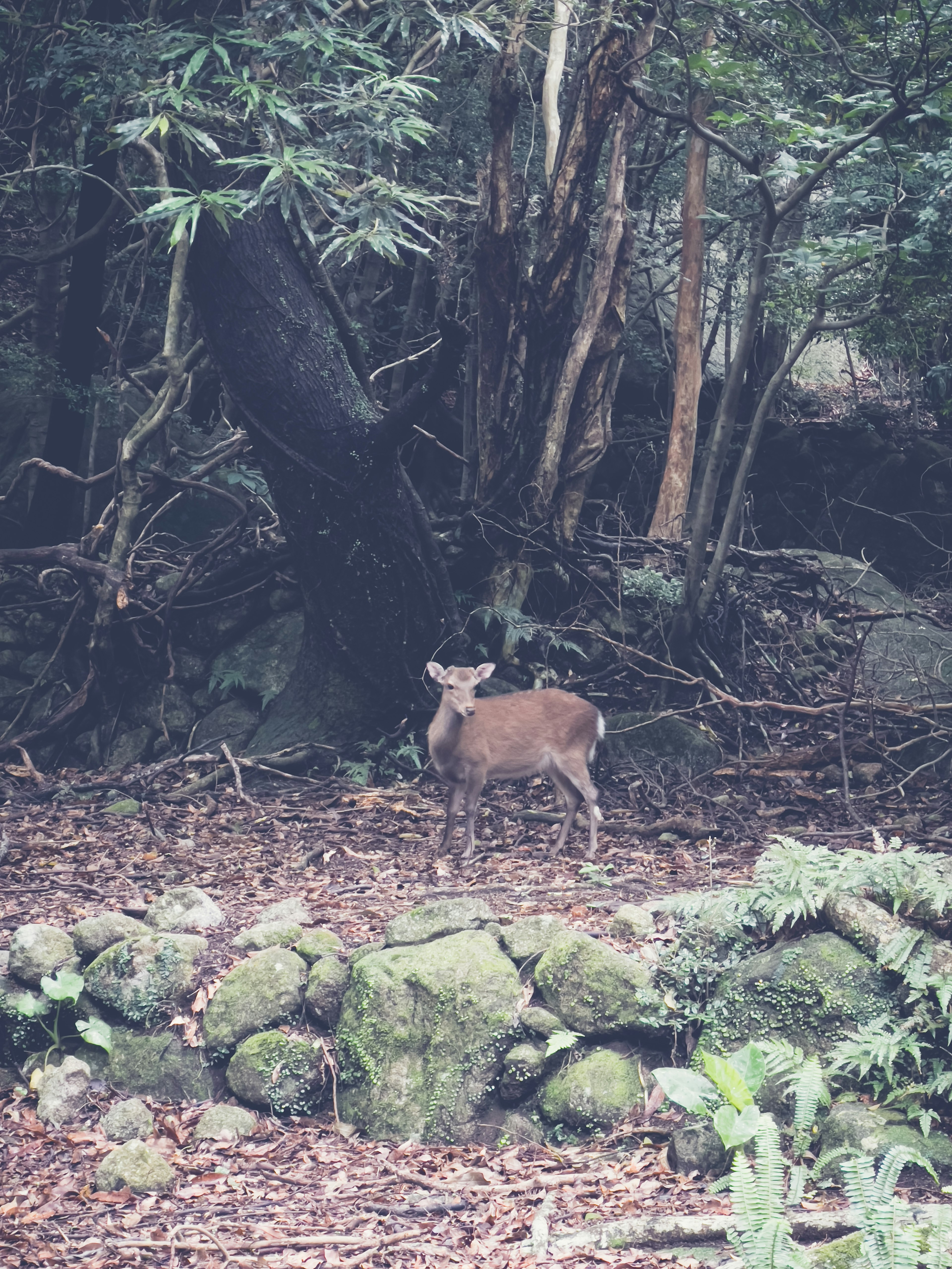 Seekor rusa berdiri di hutan dikelilingi pohon hijau dan tembok batu