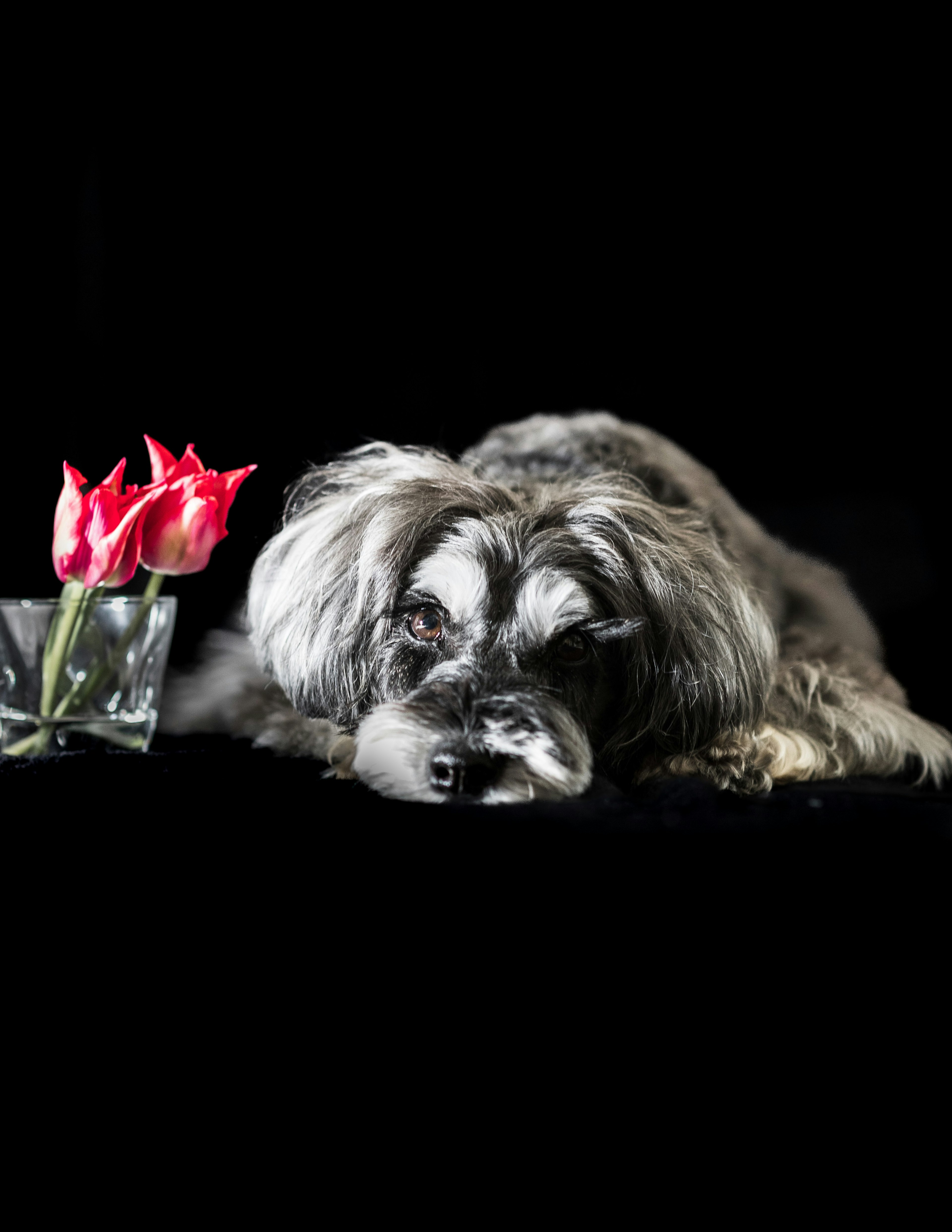 Hund liegt auf einem schwarzen Hintergrund neben einer Vase mit roten Tulpen