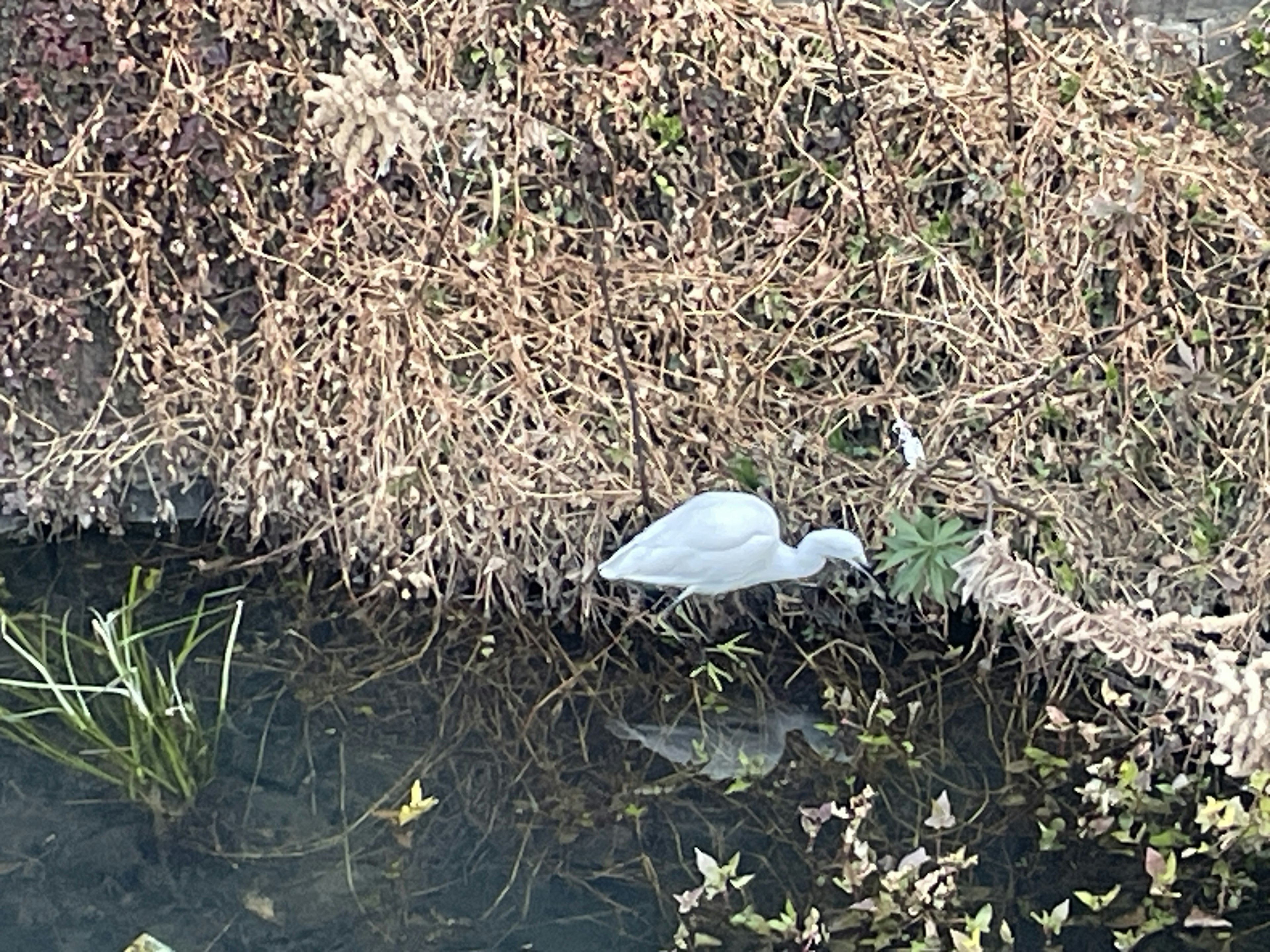 A white bird near the water with surrounding grass