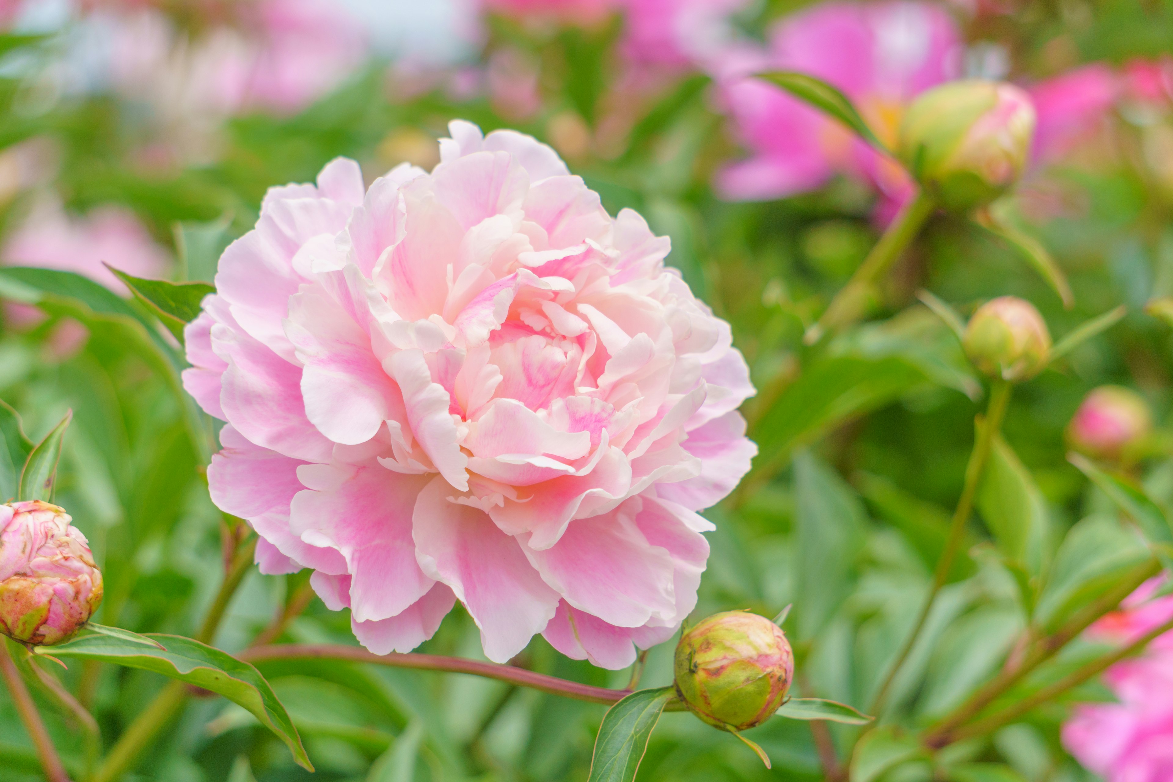 ピンクの牡丹の花が咲いている緑の葉の間に見える