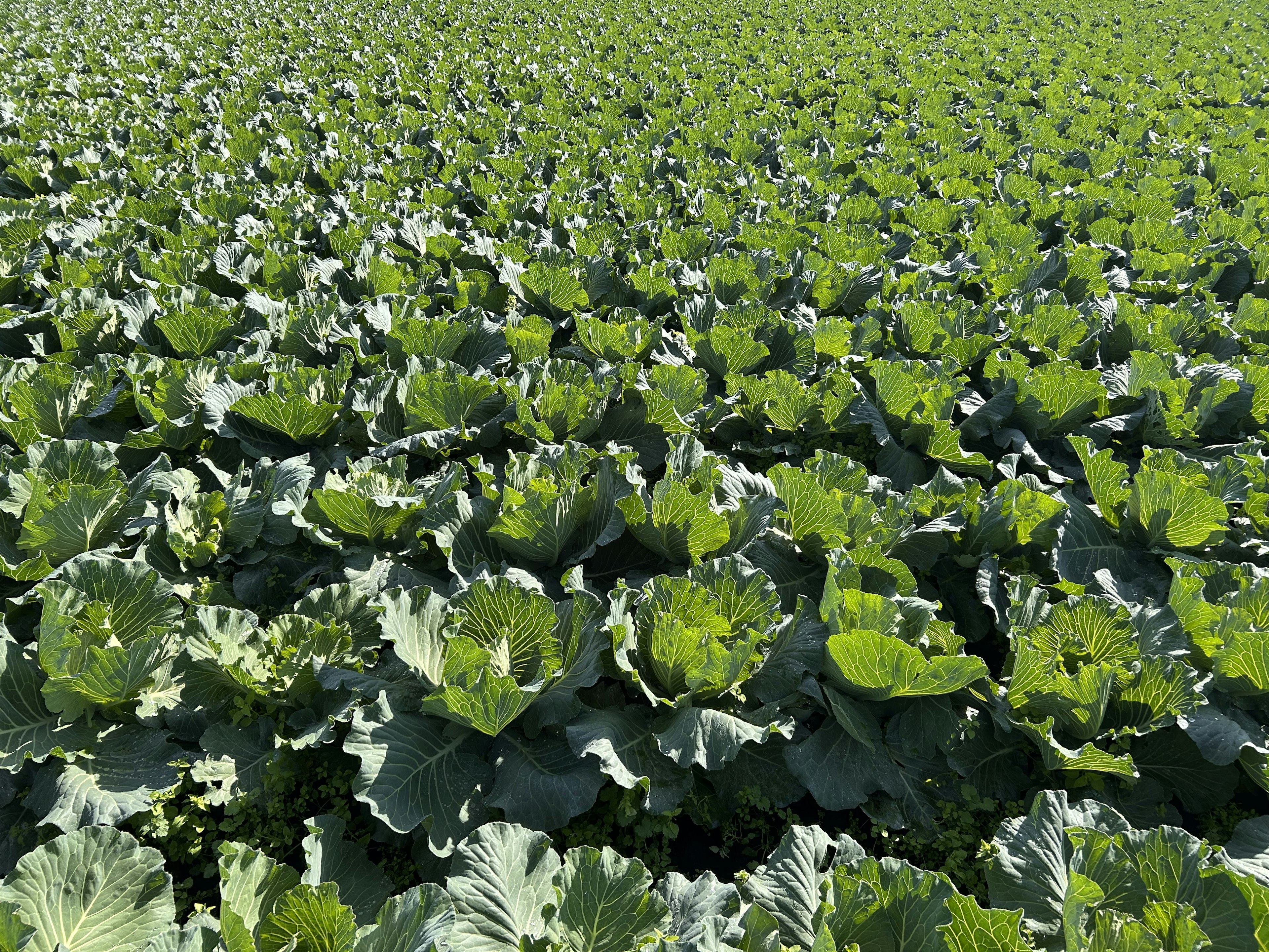 Champ de choux vert s'étendant sous un soleil éclatant