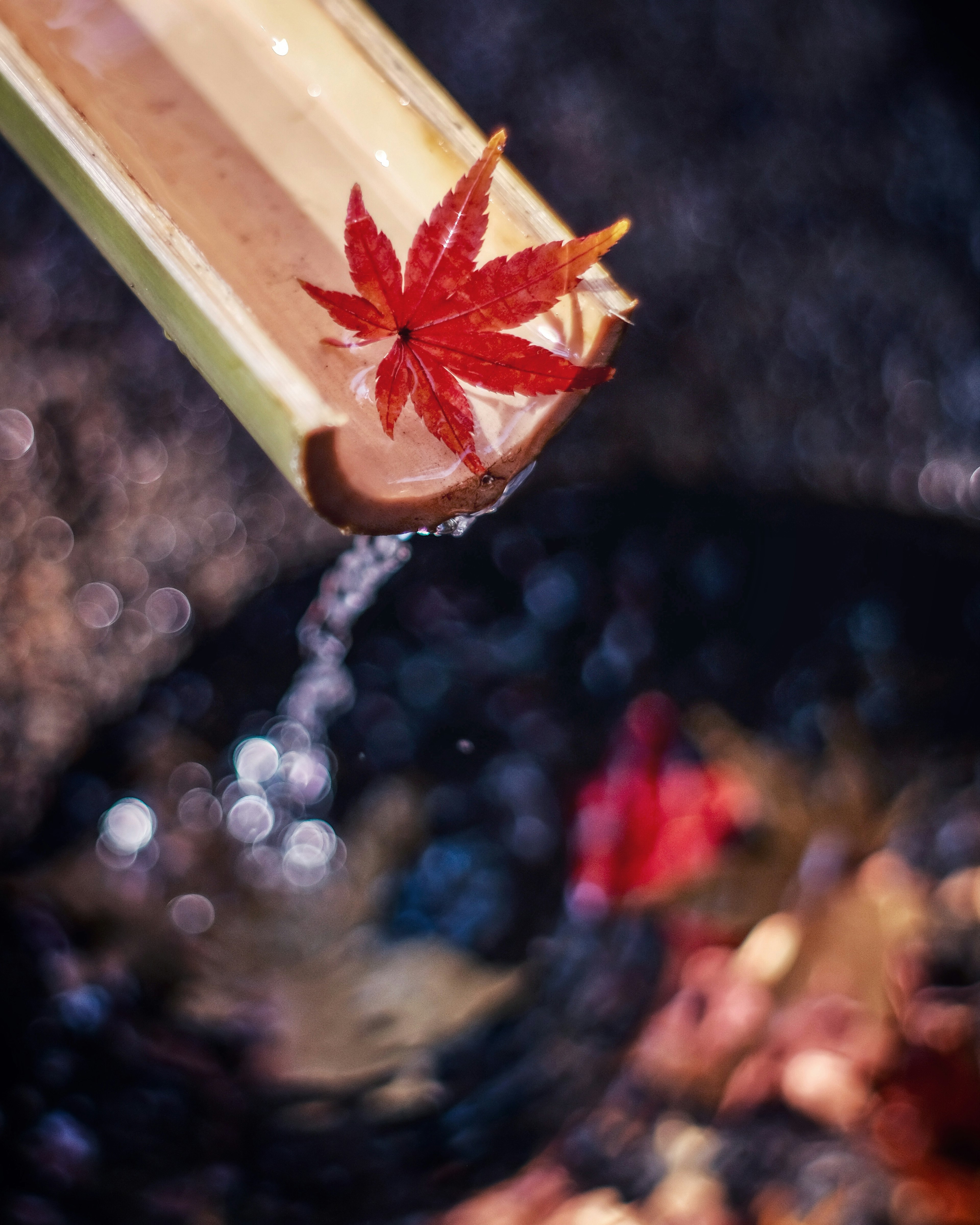 A red maple leaf falling from bamboo into flowing water