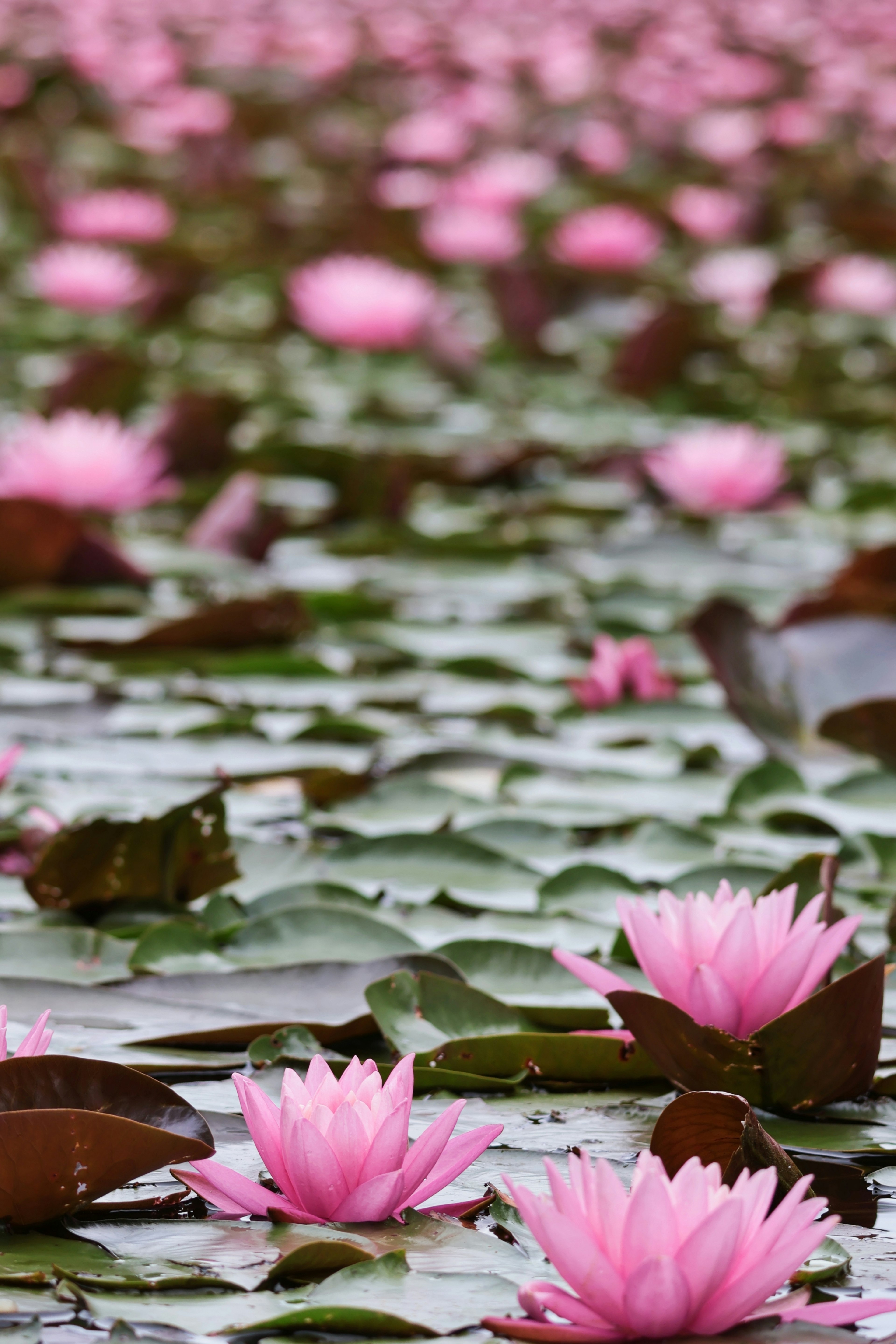 Bellissimi fiori di loto rosa e foglie verdi che galleggiano sulla superficie dell'acqua