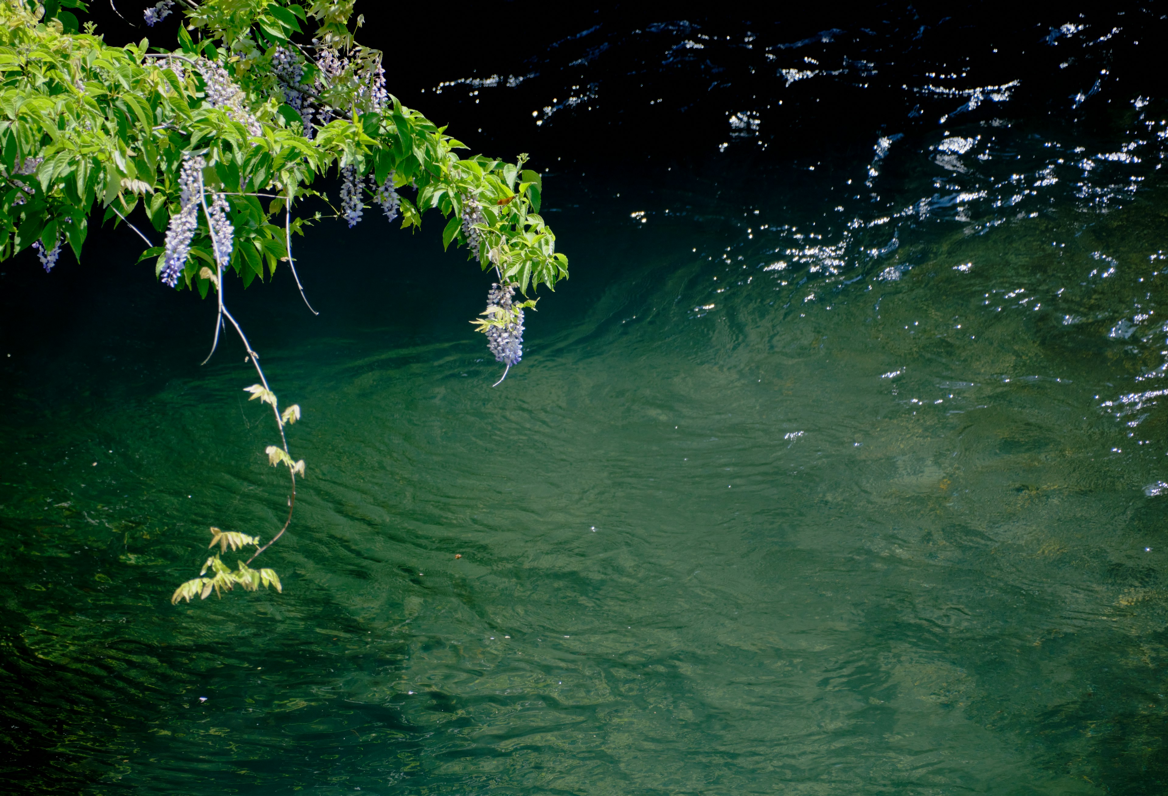 Natural scene with green water surface and leaves