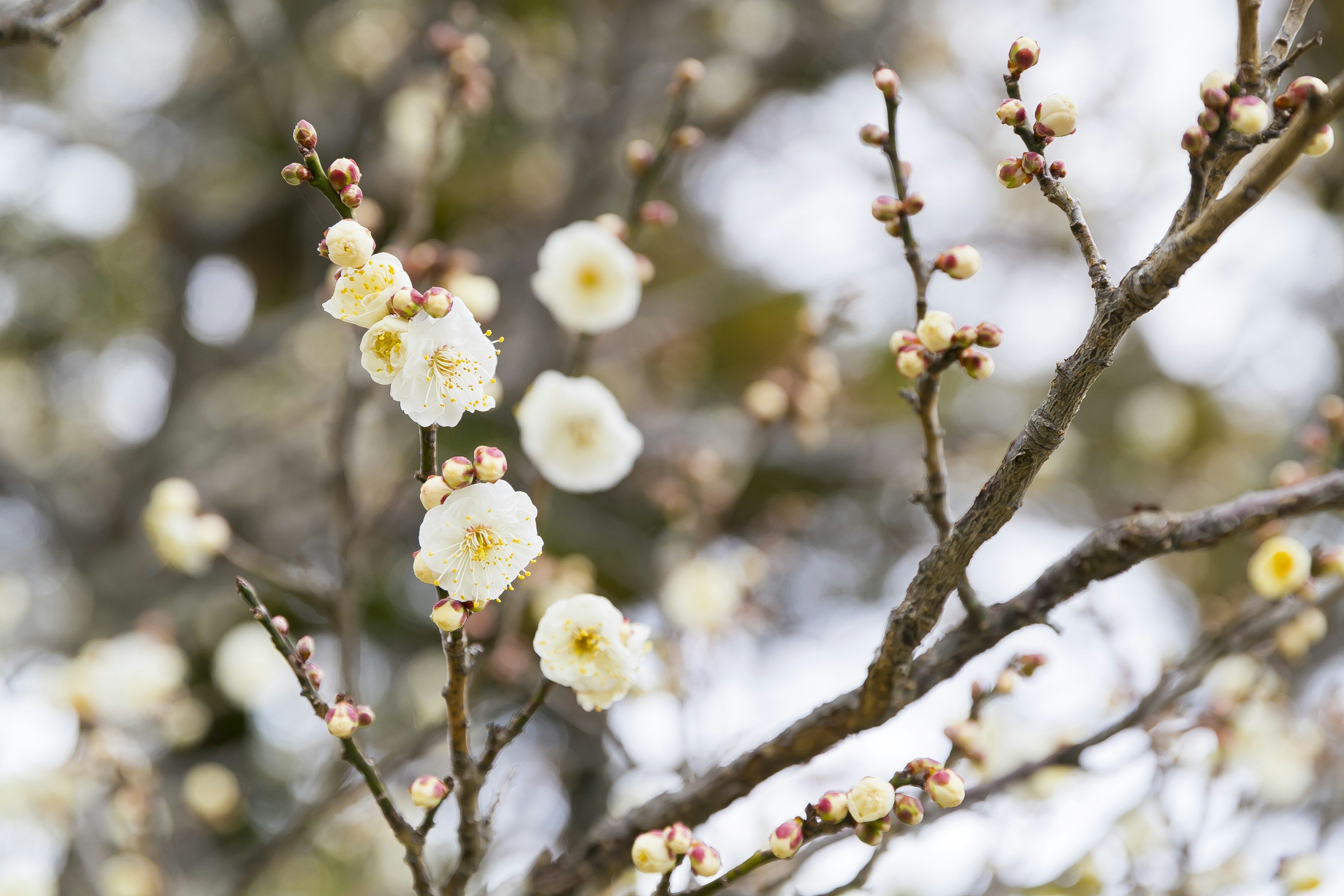 Primer plano de ramas con flores blancas en flor