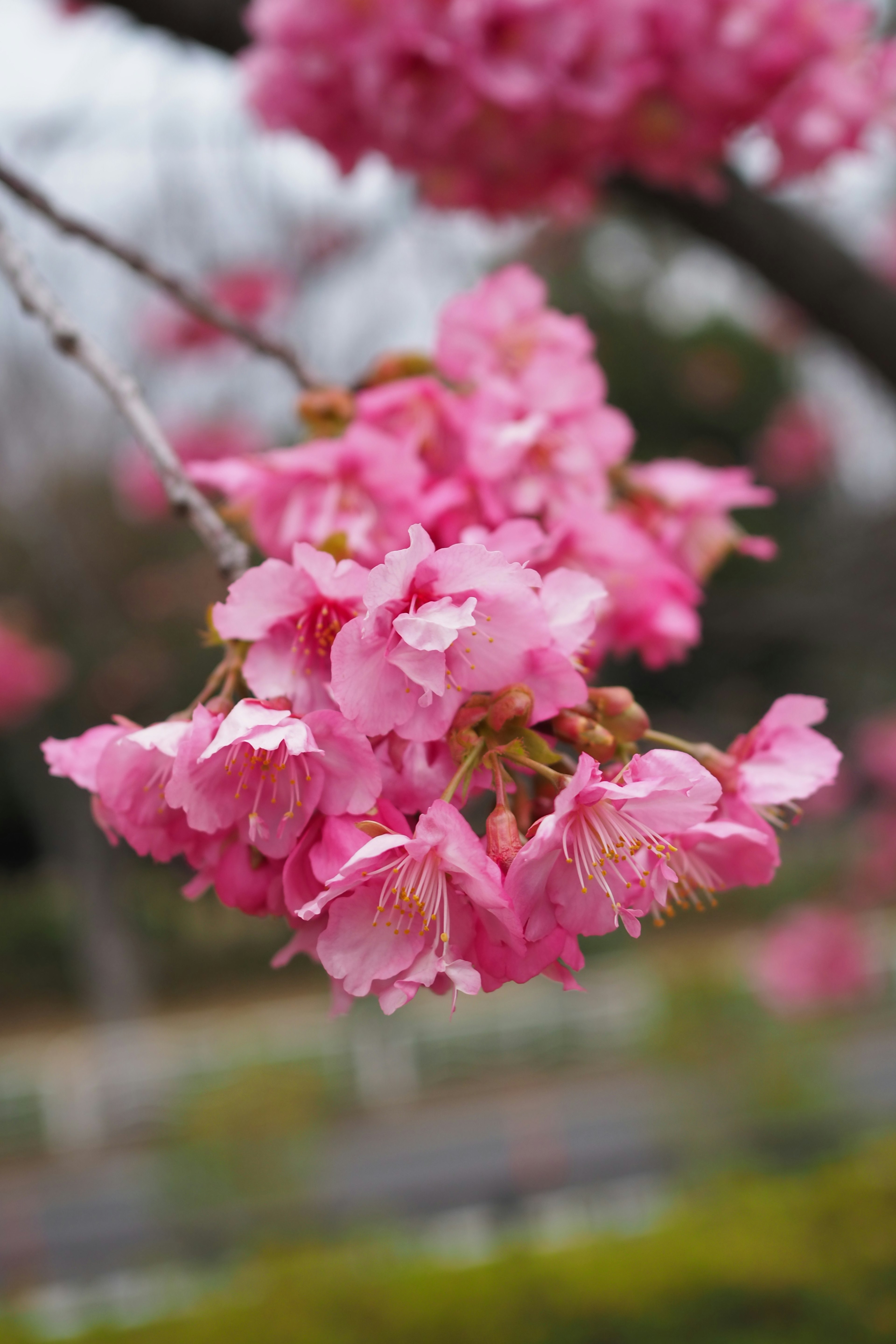 桜の花が咲いている枝のアップ