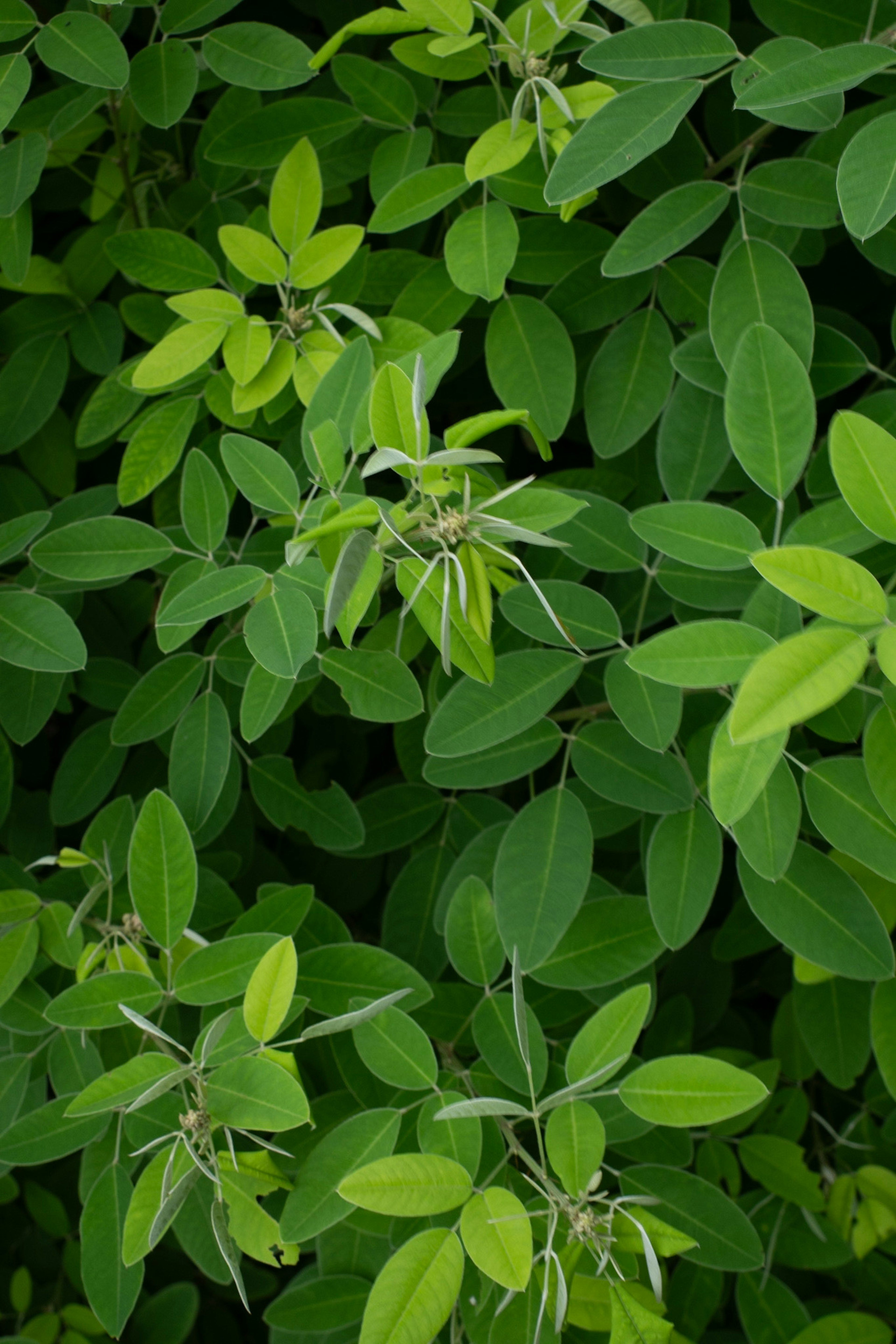 緑色の葉が豊富に茂った植物のクローズアップ