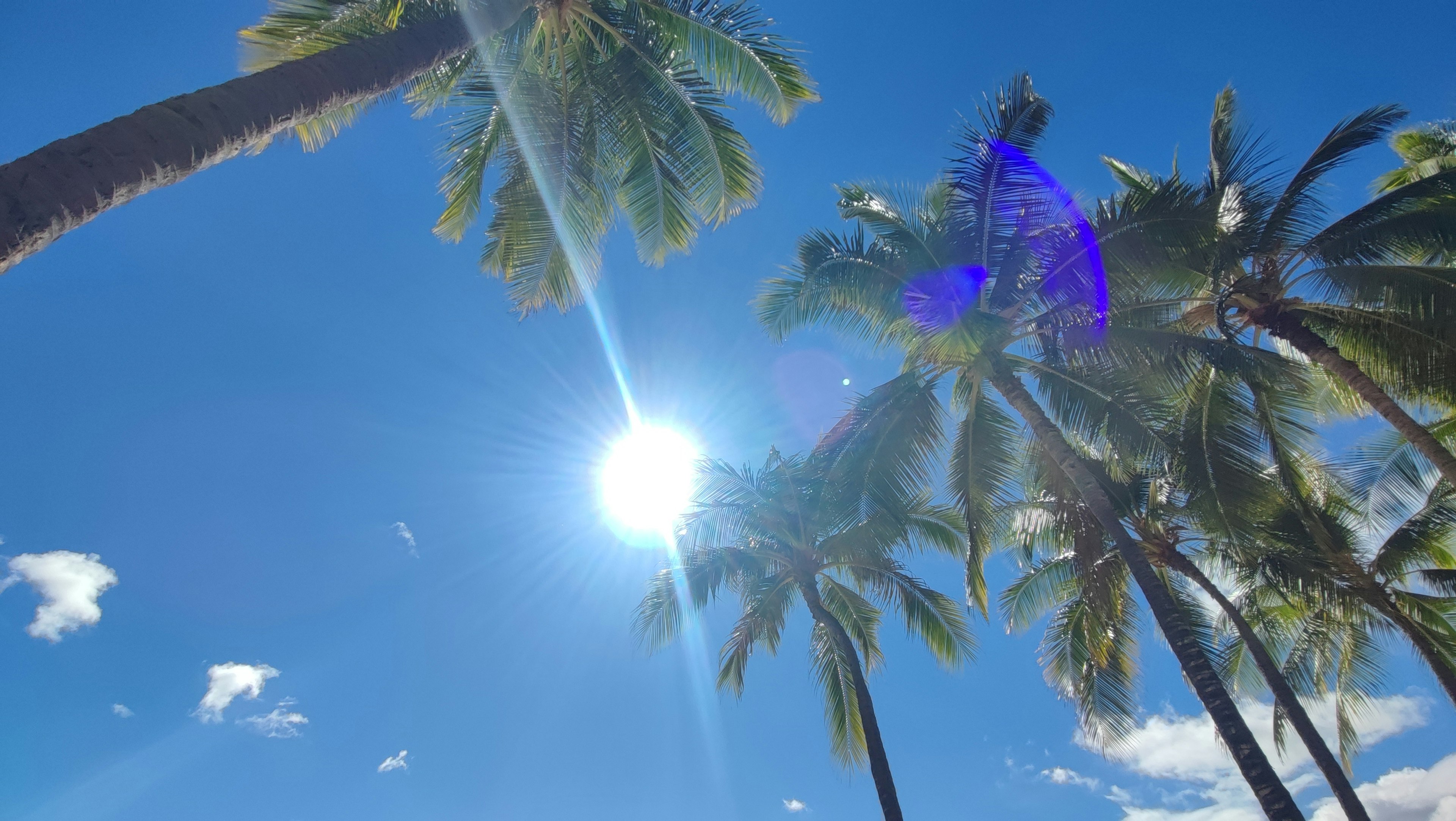 Palm trees under a bright blue sky with sunlight