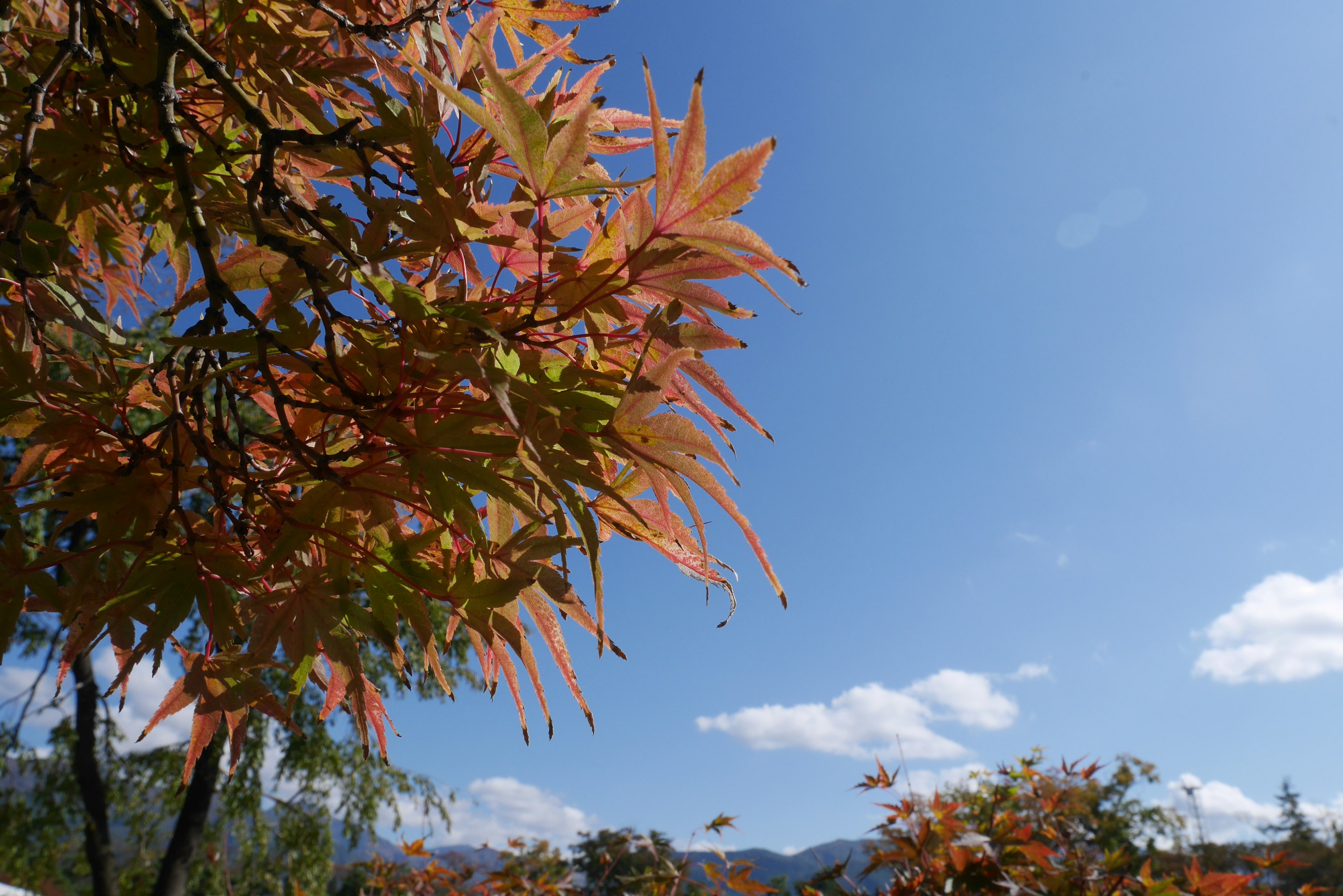 青空の下でオレンジ色の葉を持つ木の枝