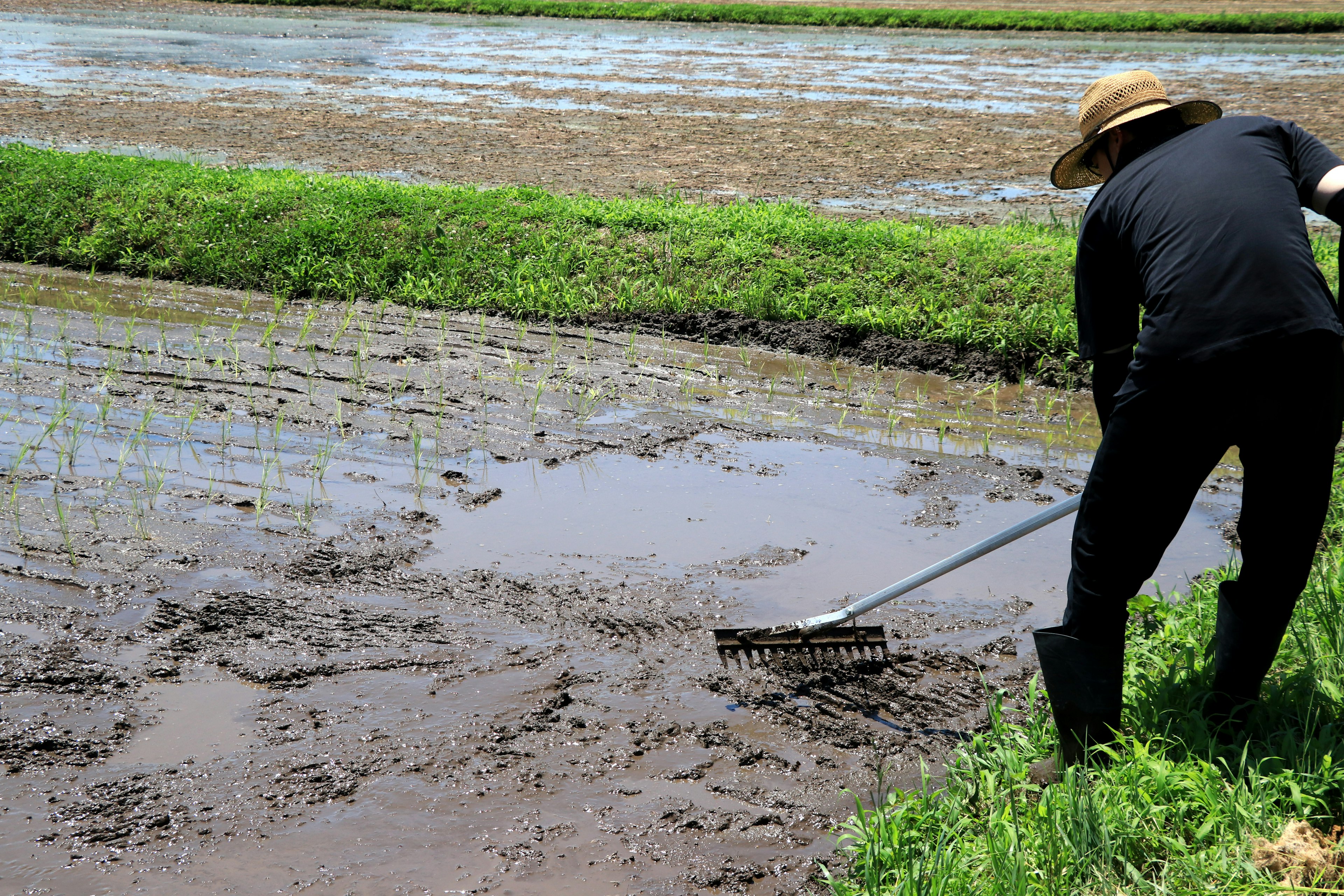 Orang yang bekerja di sawah meratakan lumpur di bawah langit biru