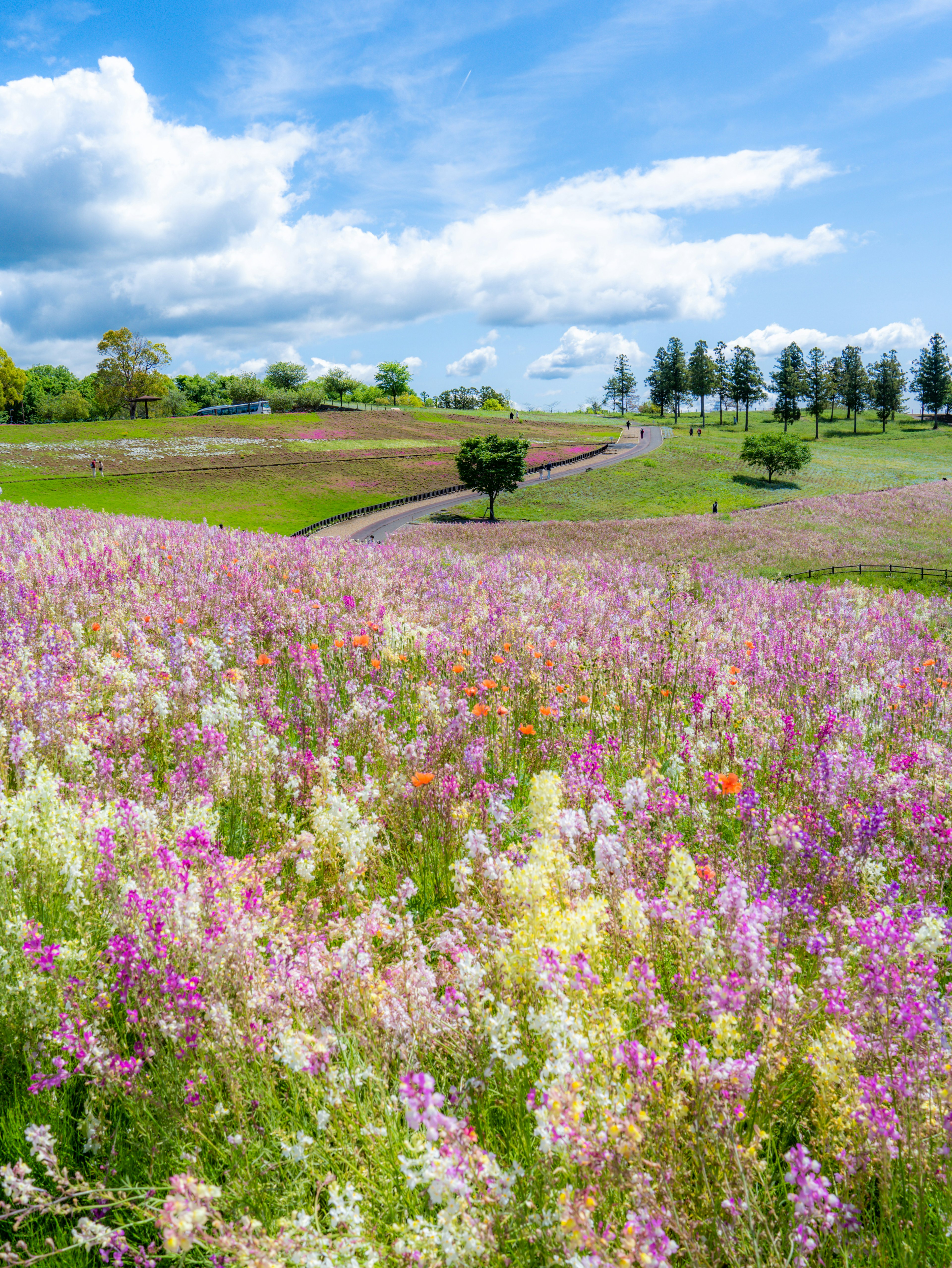 Vast meadow filled with colorful flowers under a blue sky