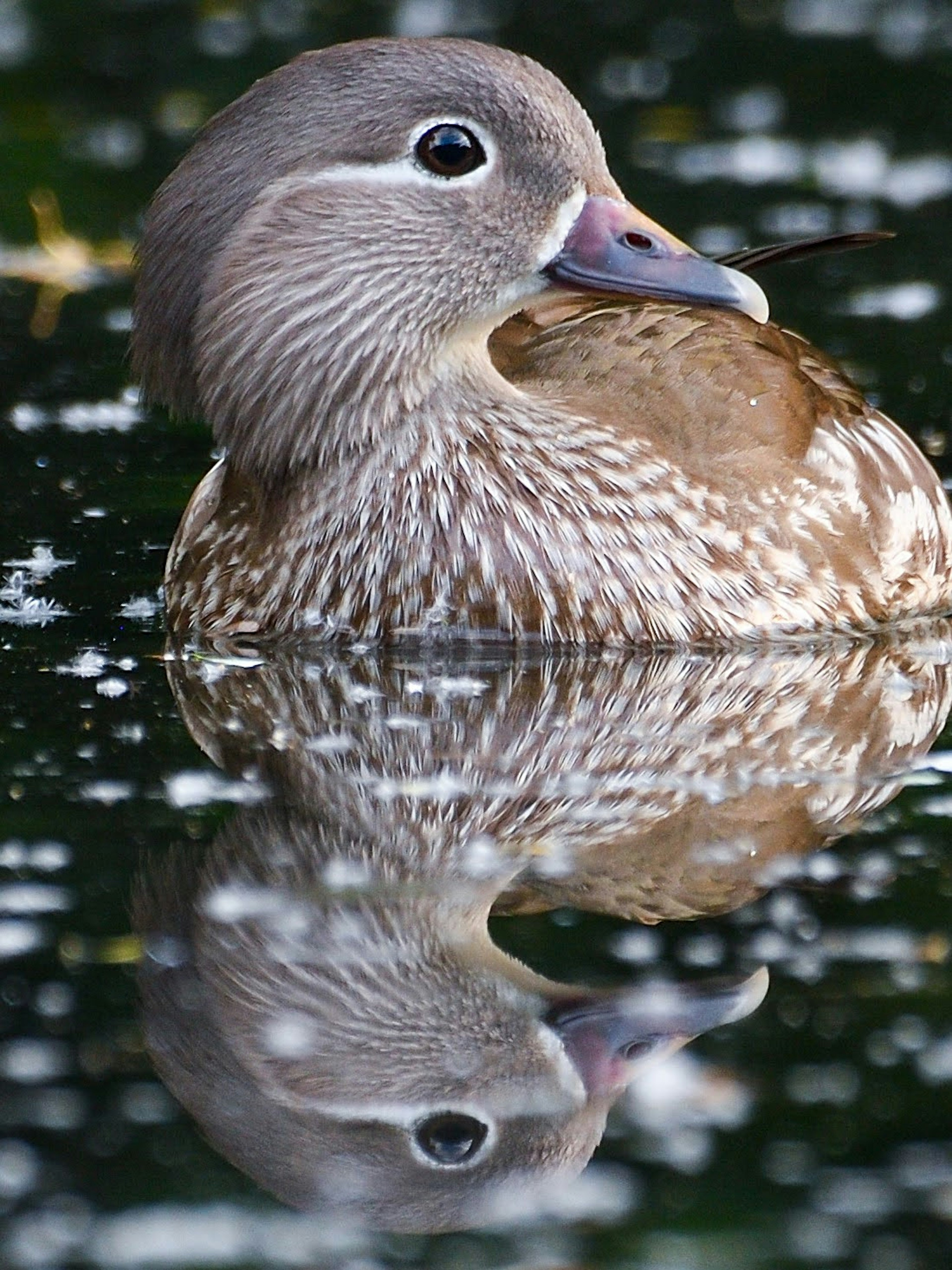 Hermosa pata hembra con patrones de plumas intrincados reflejados en la superficie del agua