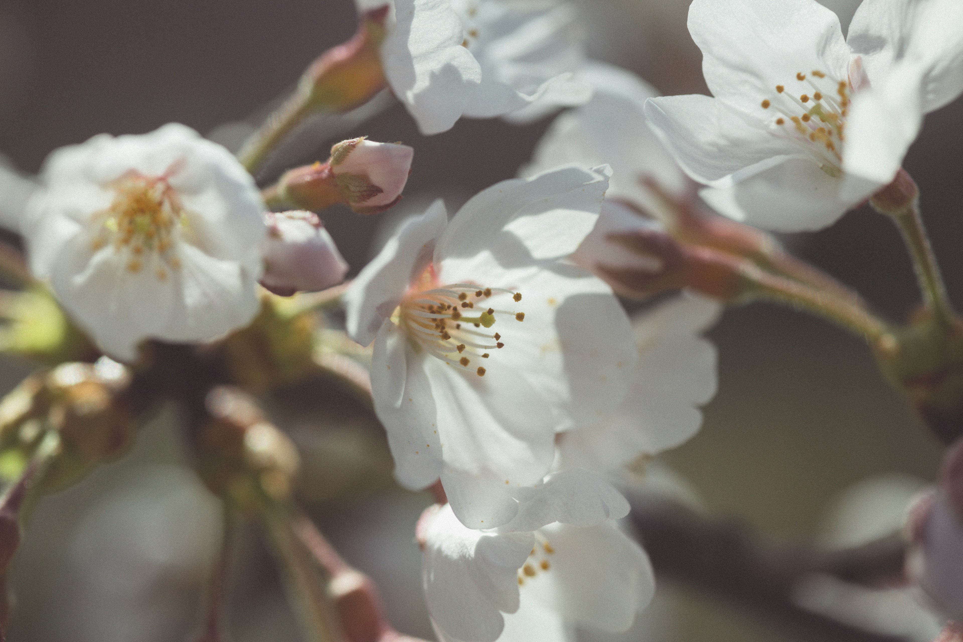 Primer plano de flores de cerezo blancas y brotes