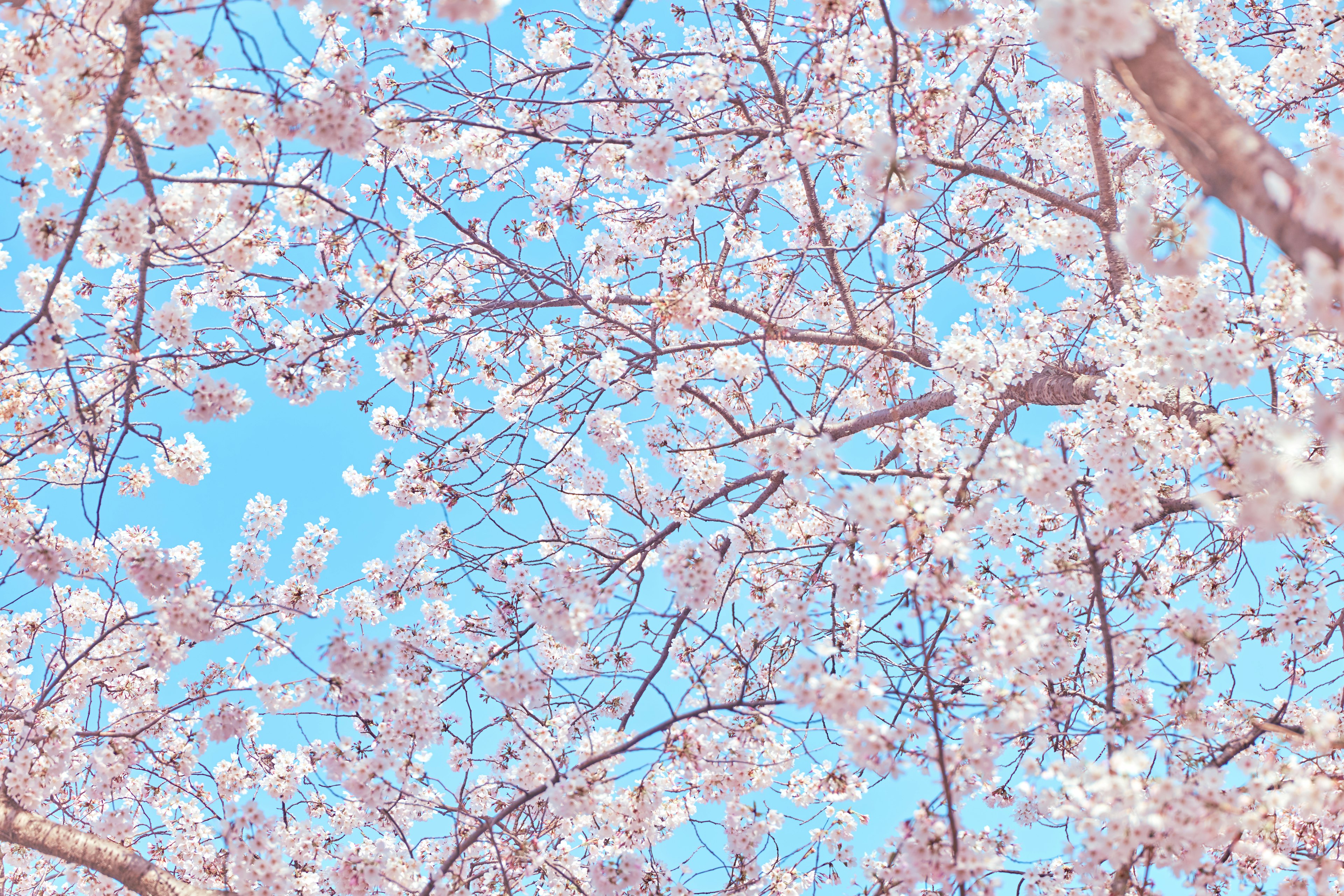 Gros plan sur des fleurs de cerisier et des branches contre un ciel bleu