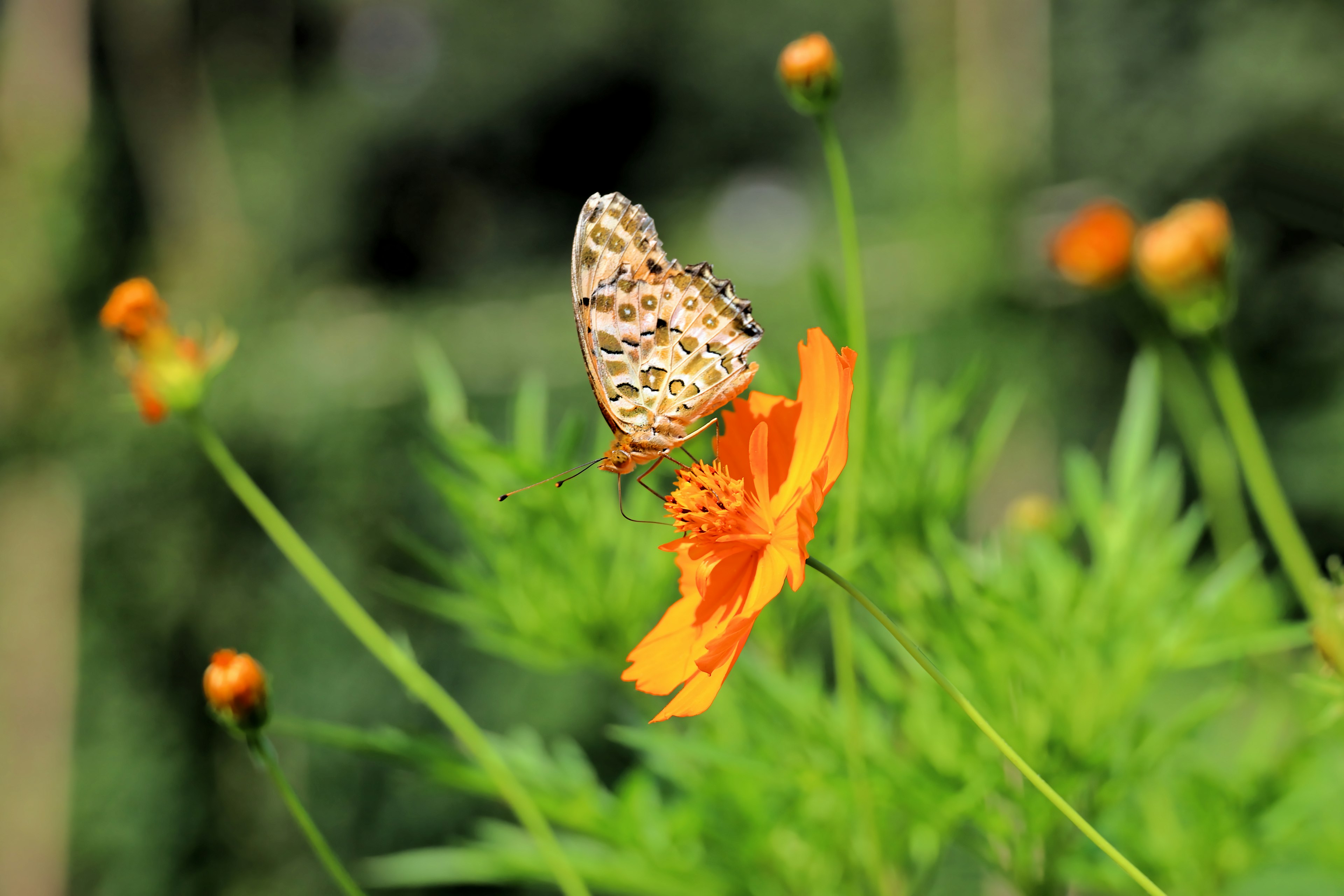 Ein Schmetterling, der auf einer orangefarbenen Blume sitzt, umgeben von grünem Laub