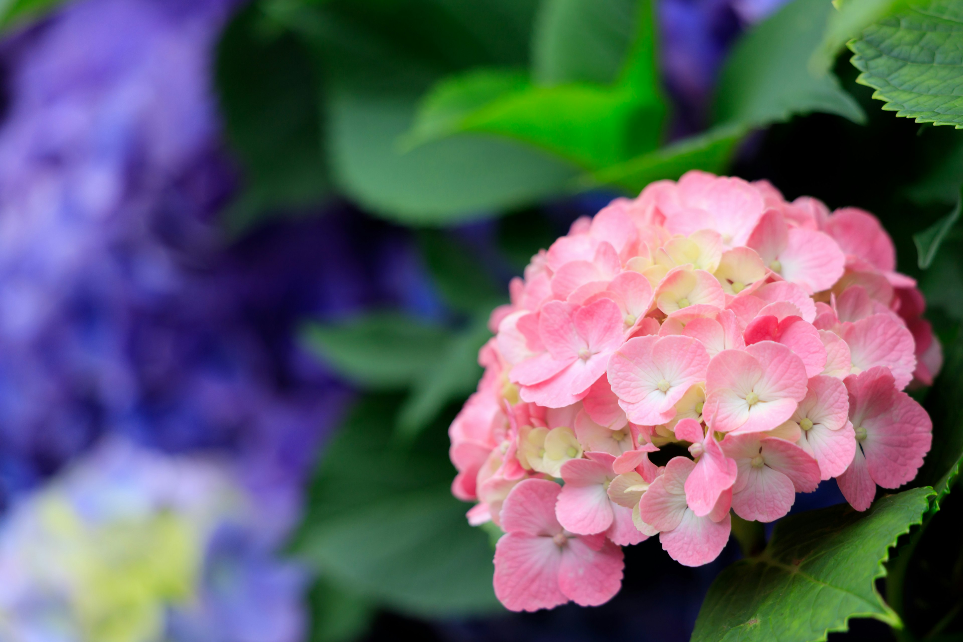 A beautiful image of a pink hydrangea flower surrounded by green leaves