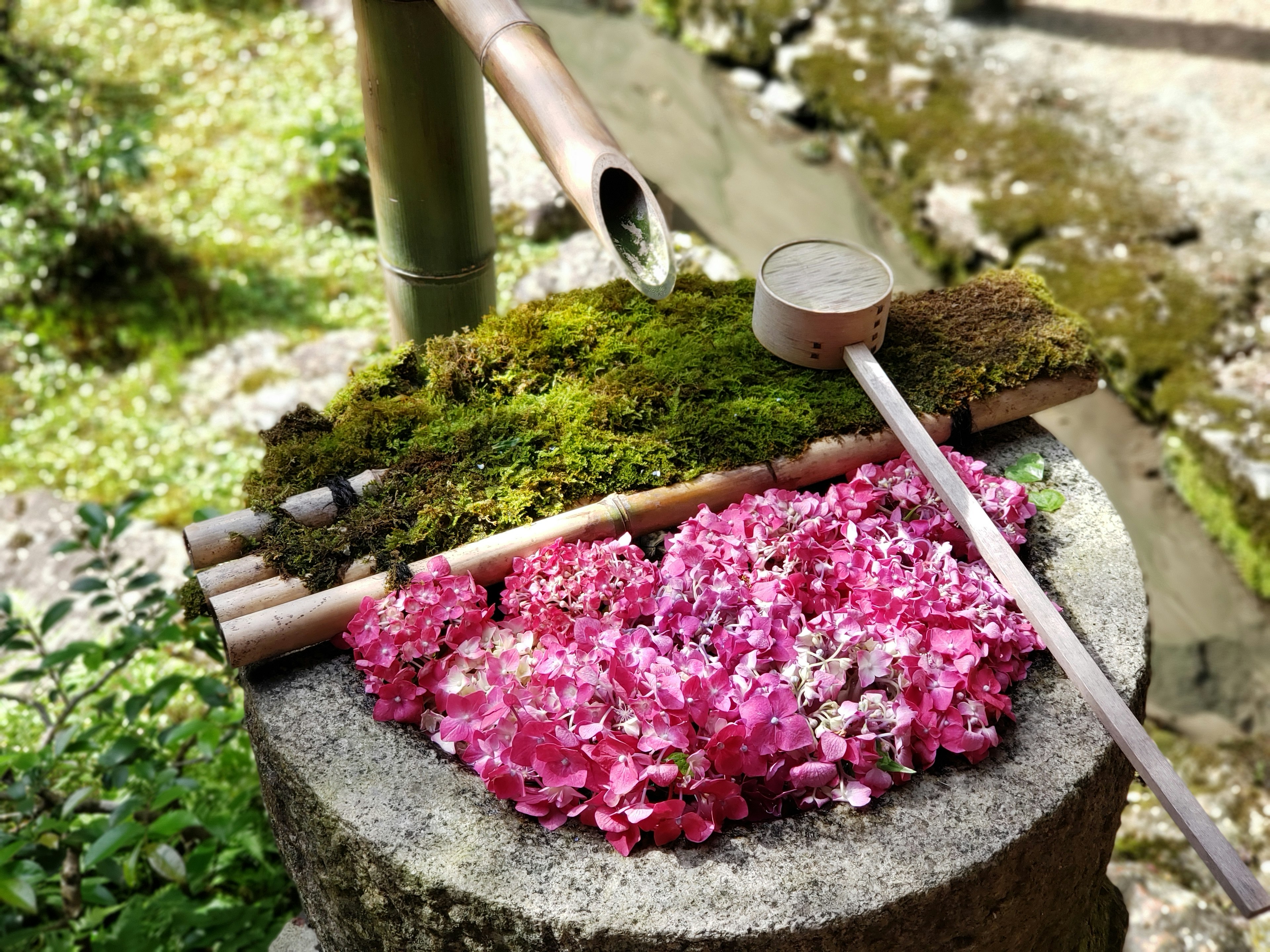 Pemandangan taman yang tenang dengan kelopak bunga berwarna-warni di atas lumut dan bambu