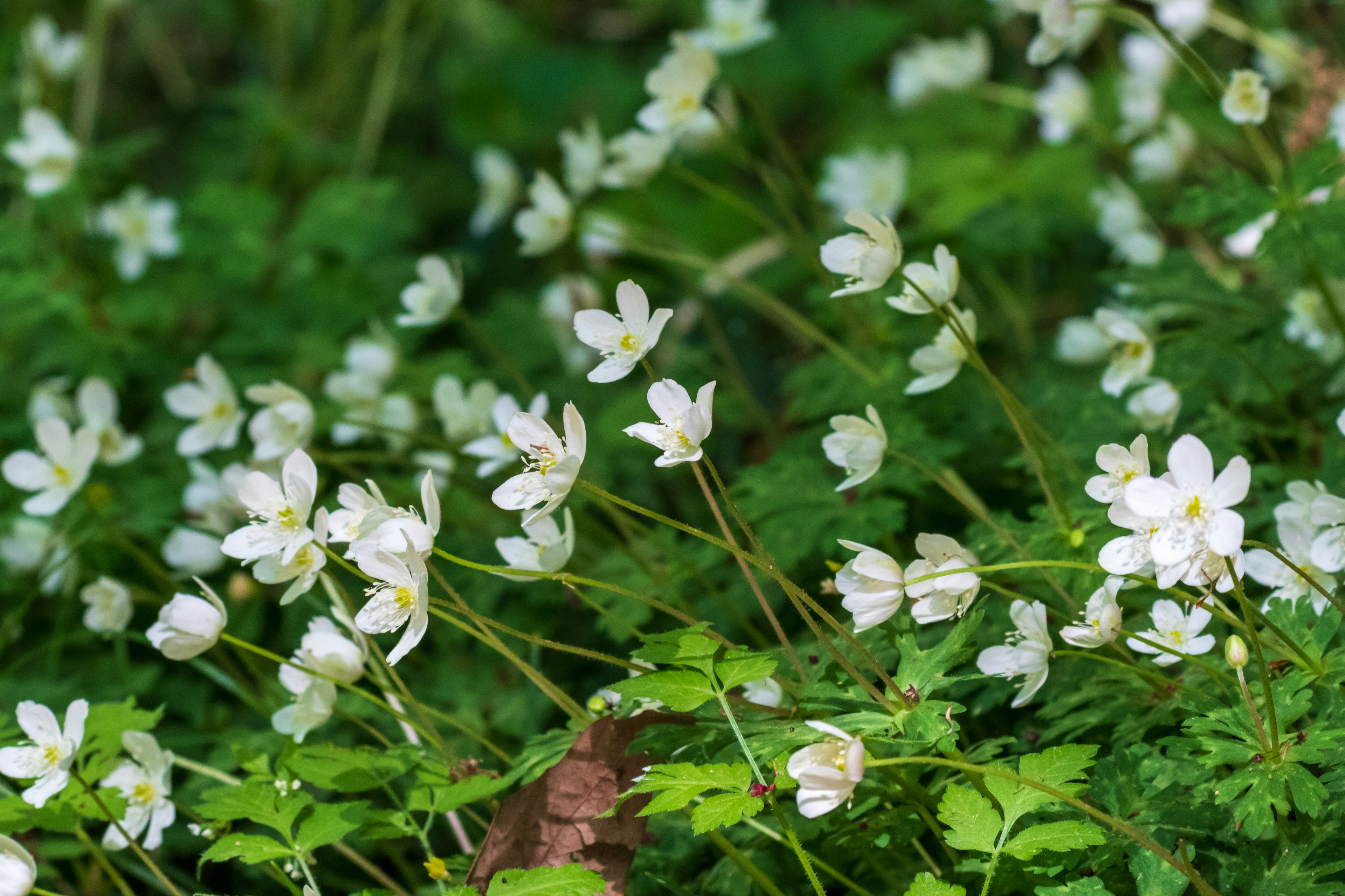 Lanskap rumput hijau dengan bunga putih yang mekar