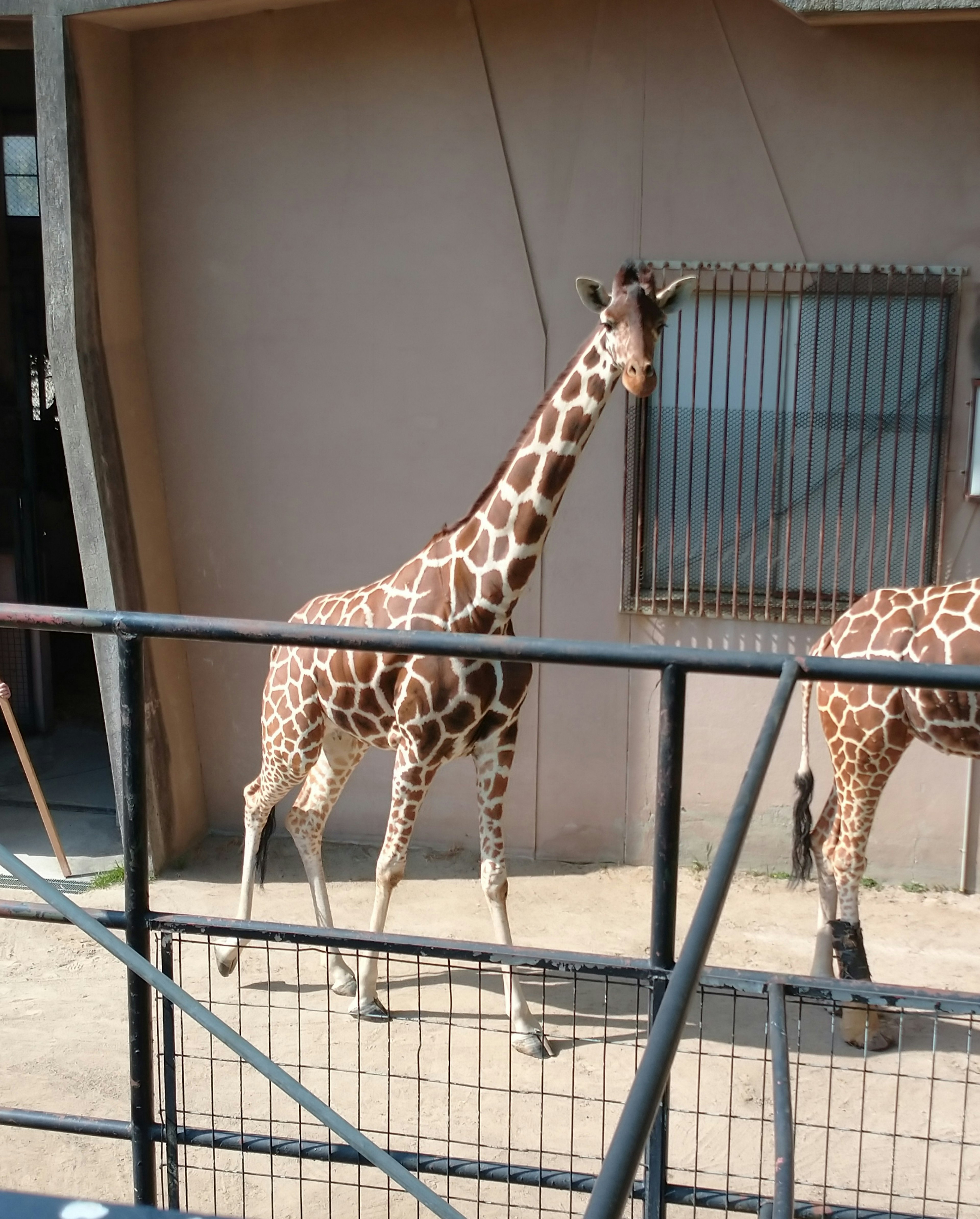 A giraffe walking in a safari park with a window visible in the background